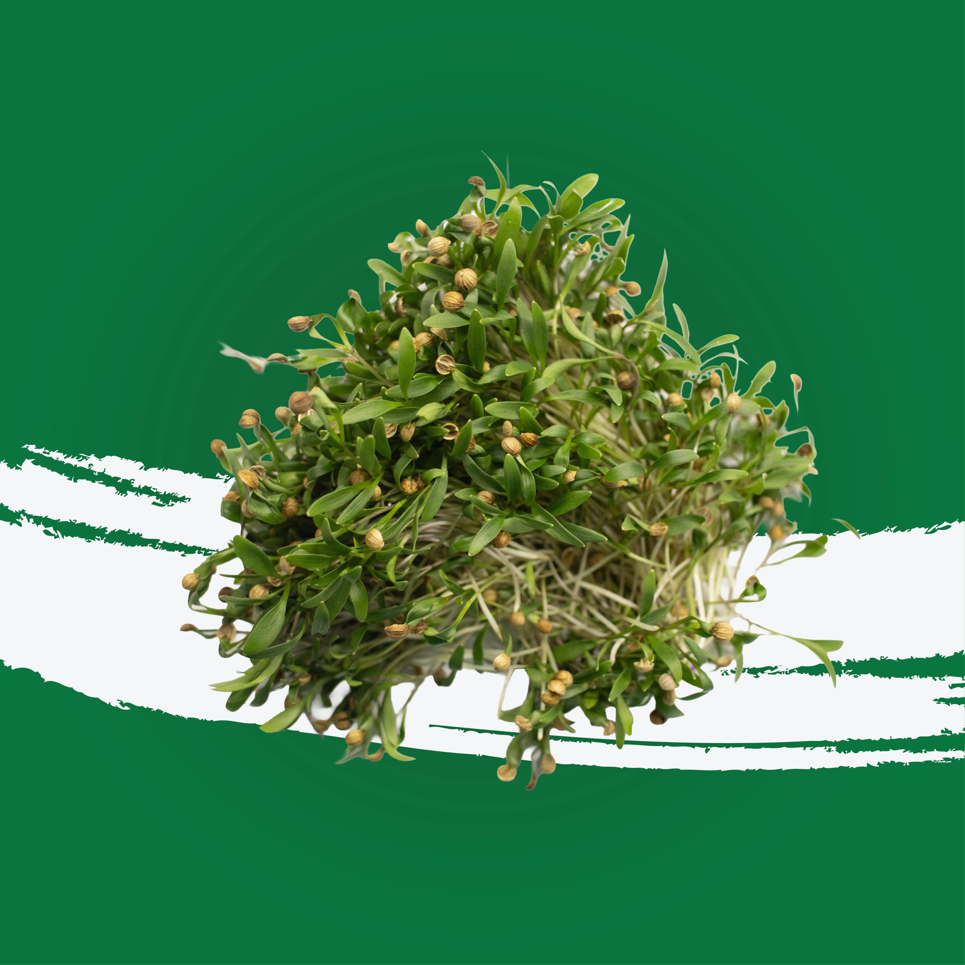 UNS Coriander Cress 15g Clear Pet Box