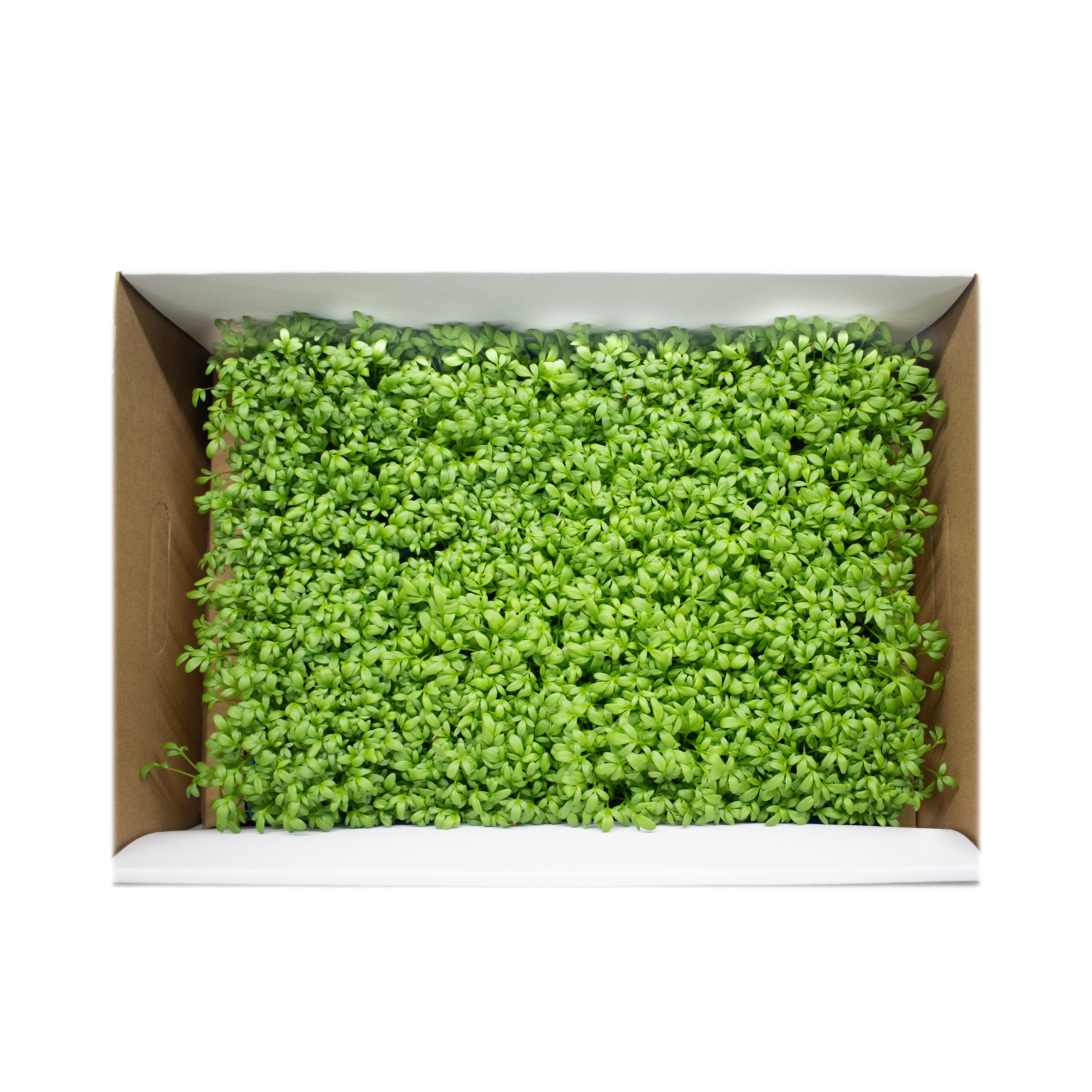 Uns Garden Microgreen Cress 16 Punnet Carton