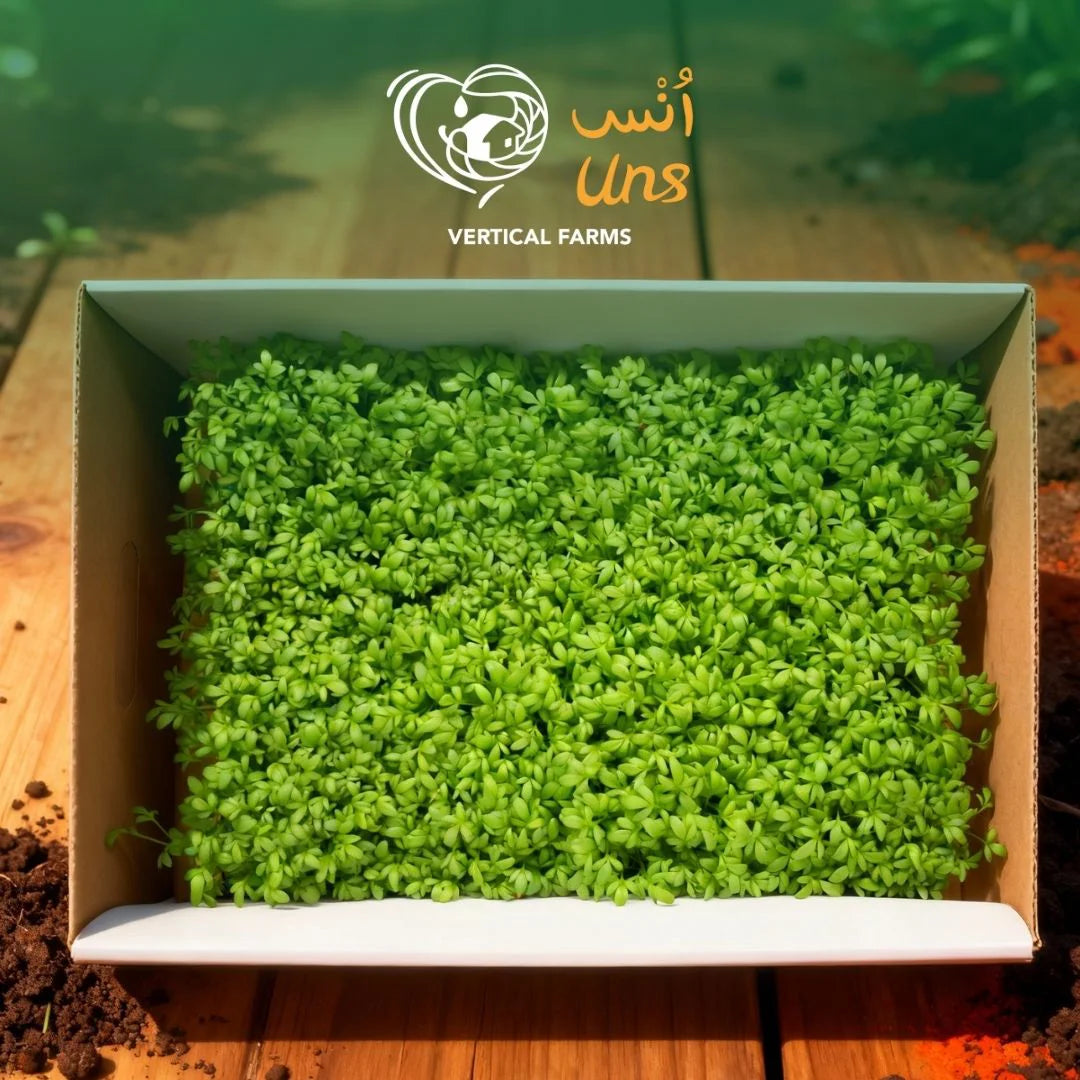 Uns Garden Microgreen Cress 16 Punnet Carton
