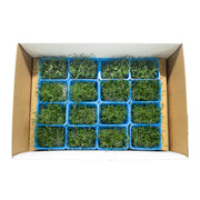 UNS Garlic Chives Microgreen Cress 16 Punnet Carton