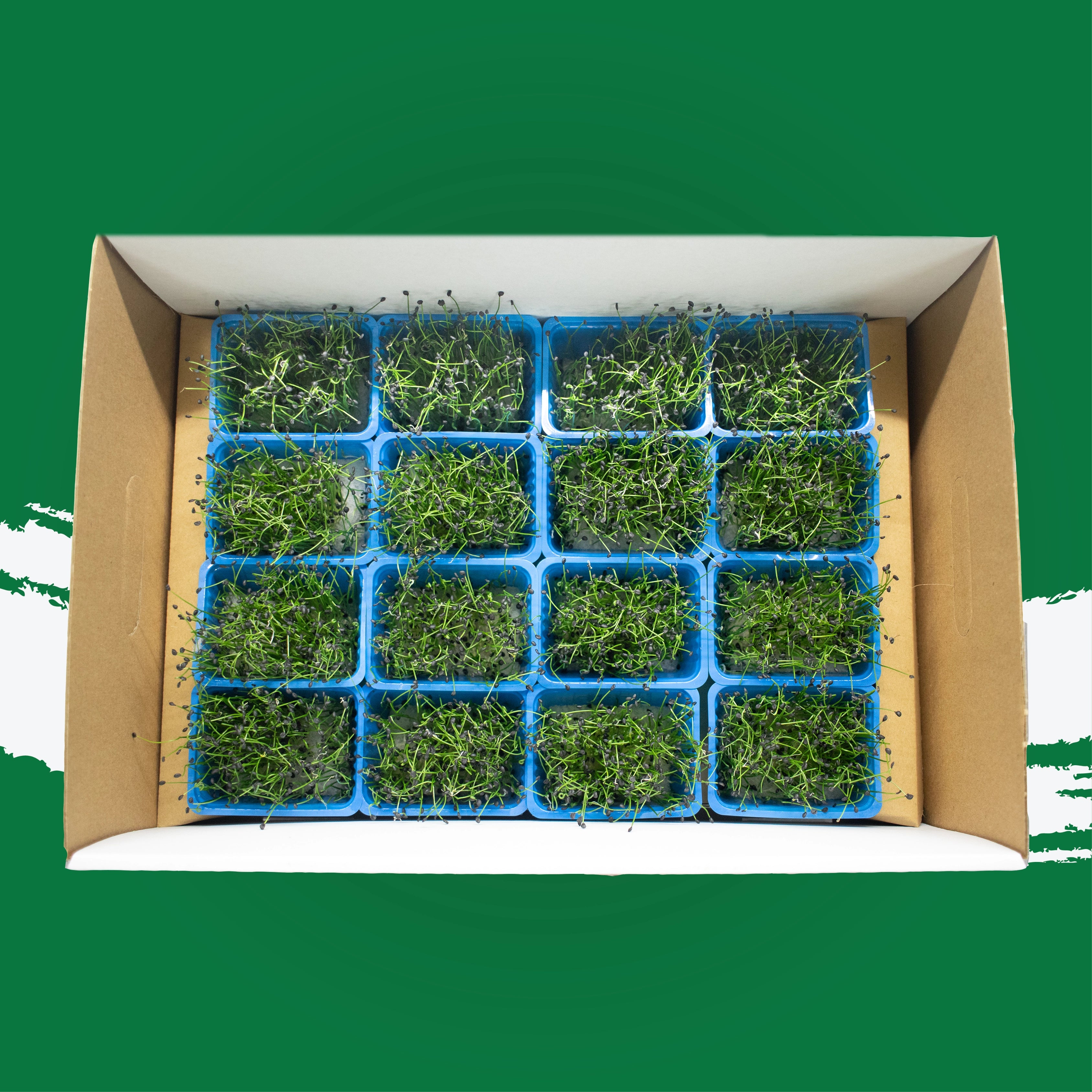 UNS Garlic Chives Microgreen Cress 16 Punnet Carton