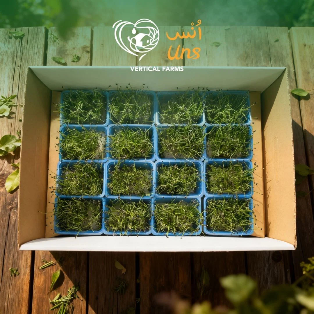 UNS Garlic Chives Microgreen Cress 16 Punnet Carton