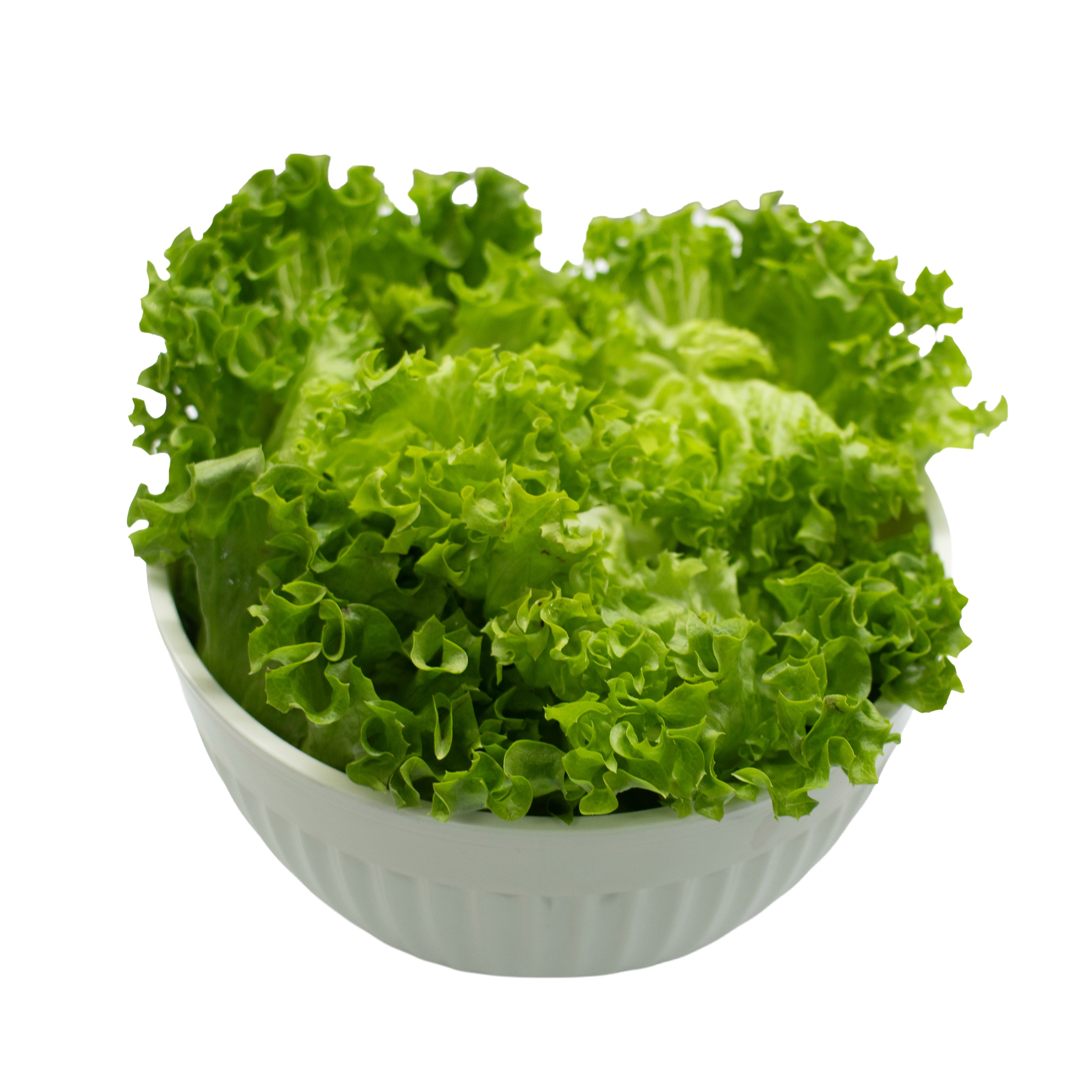 UNS Green Batavia Lettuce 250g Clear Pet Bag