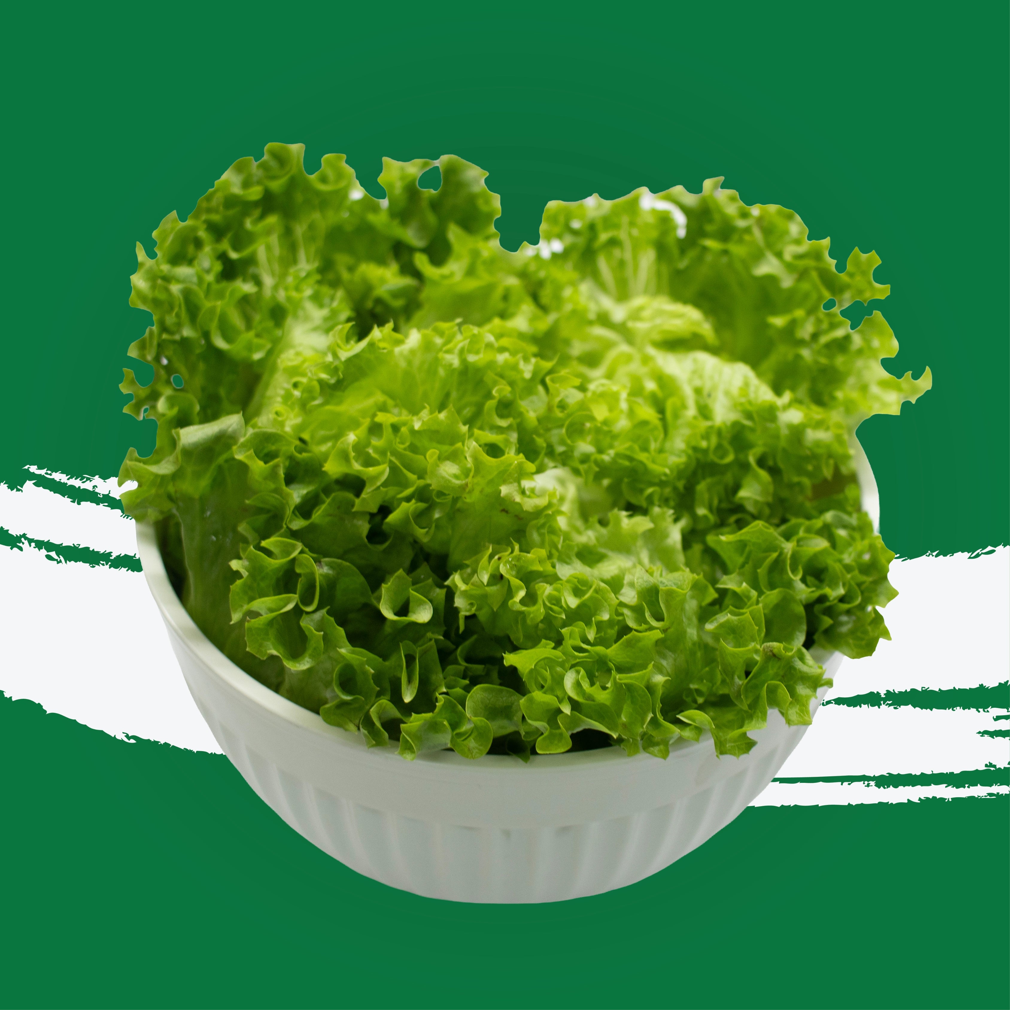 UNS Green Batavia Lettuce 250g Clear Pet Bag