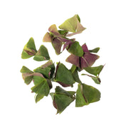 UNS green oxalis leaves – fresh edible greens grown in UAE