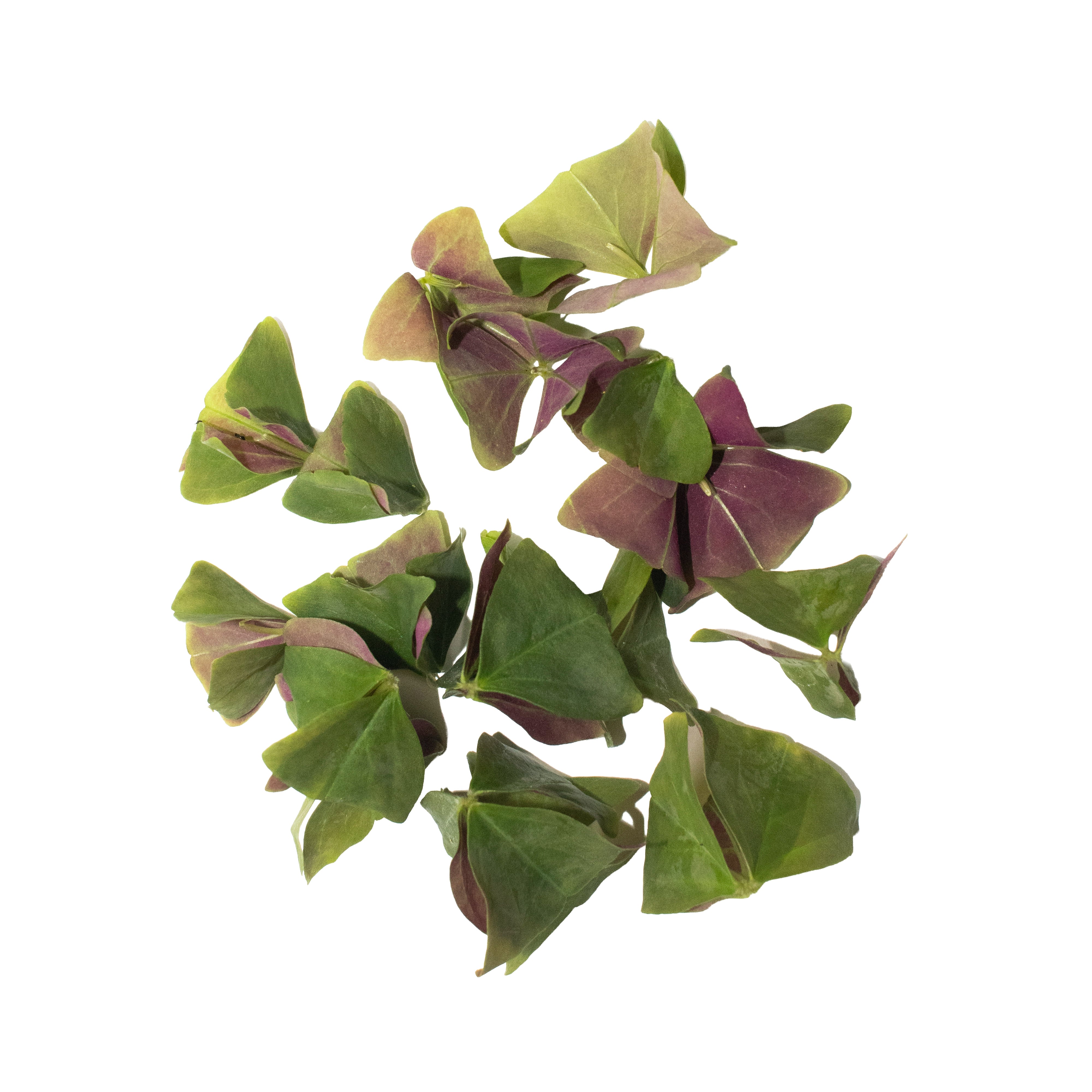 Uns Green Oxalis Leaves
