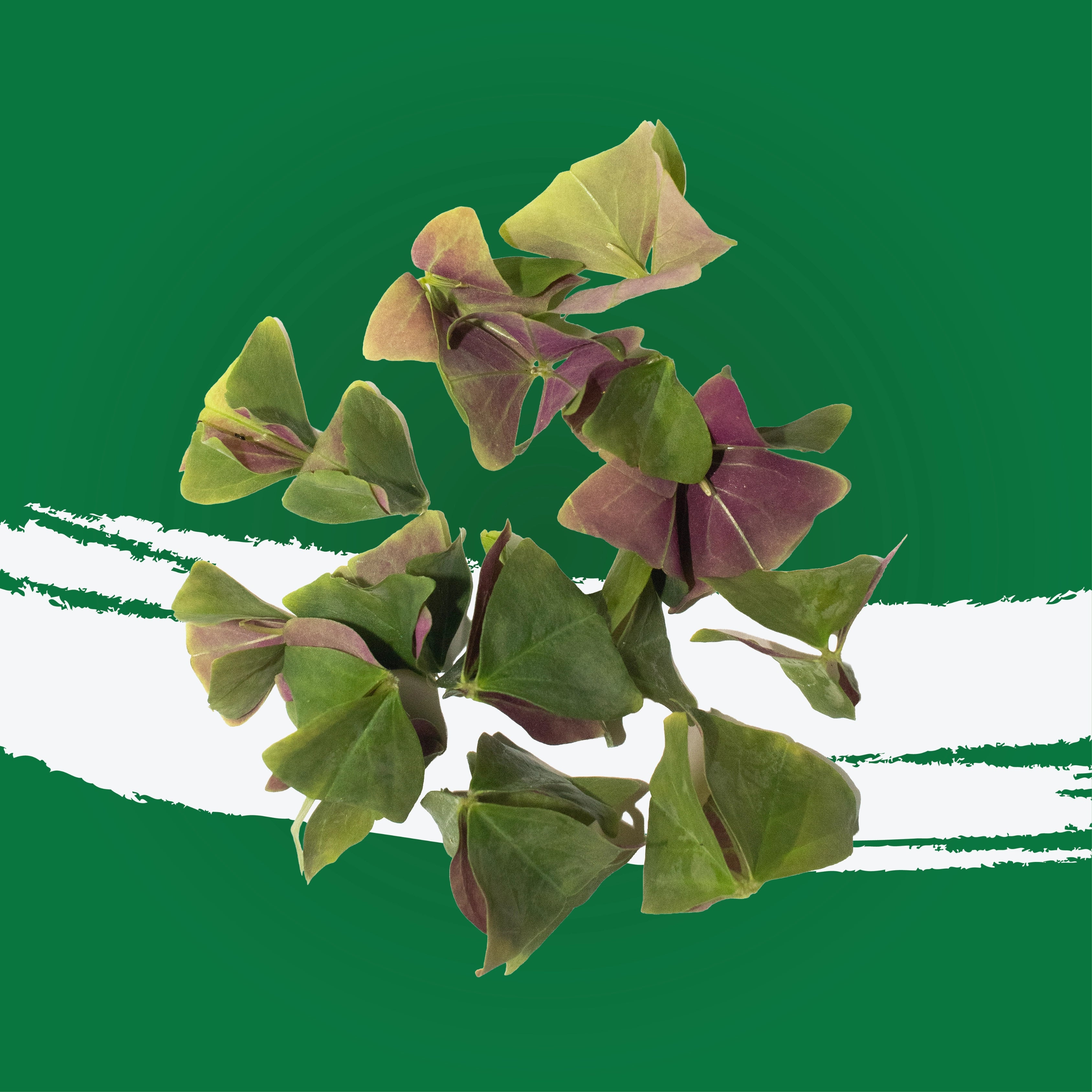 Green oxalis leaves used for salads and garnish