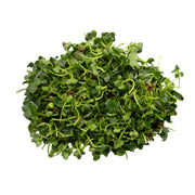 UNS Green Radish 40g Clear Pet Box