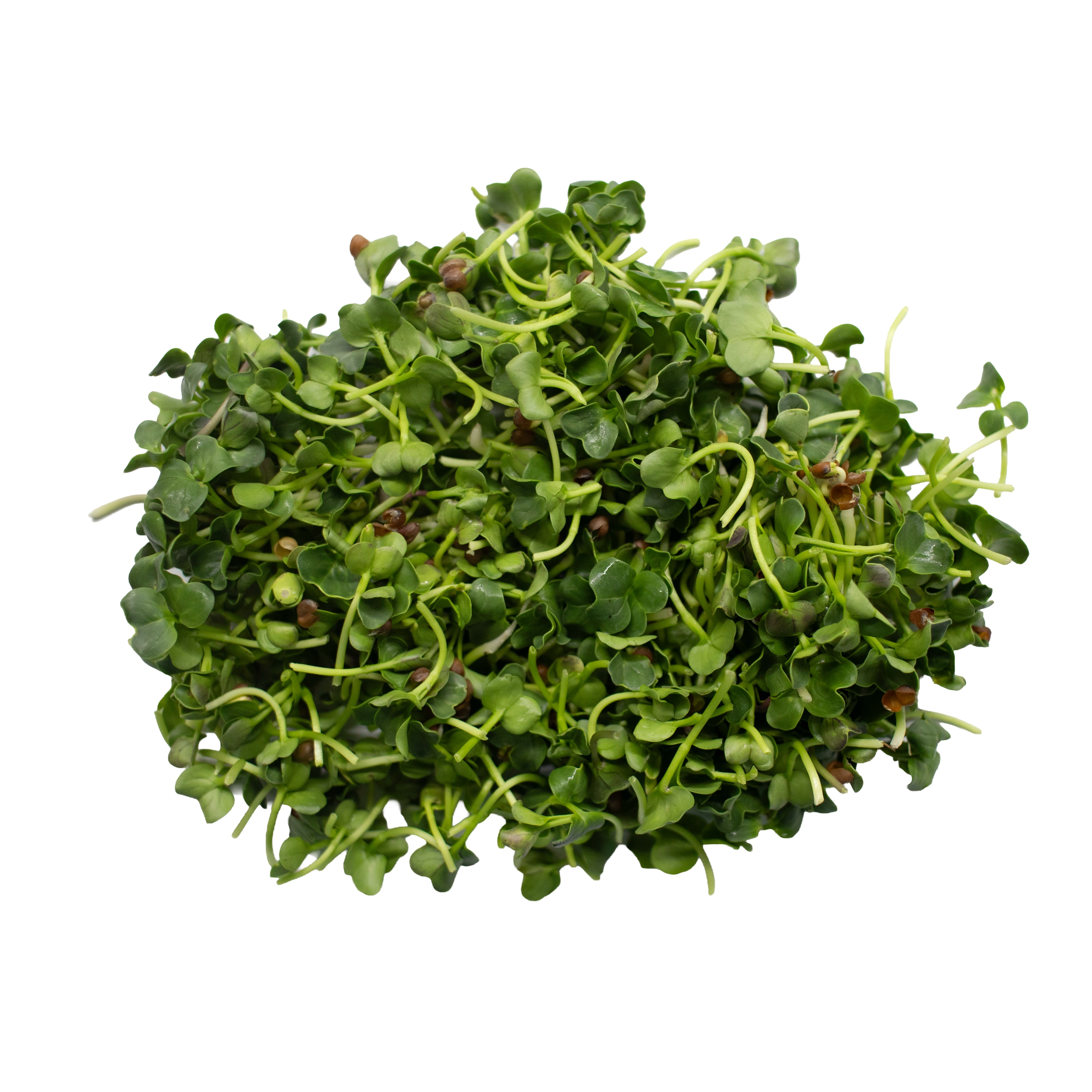 UNS Green Radish 40g Clear Pet Box