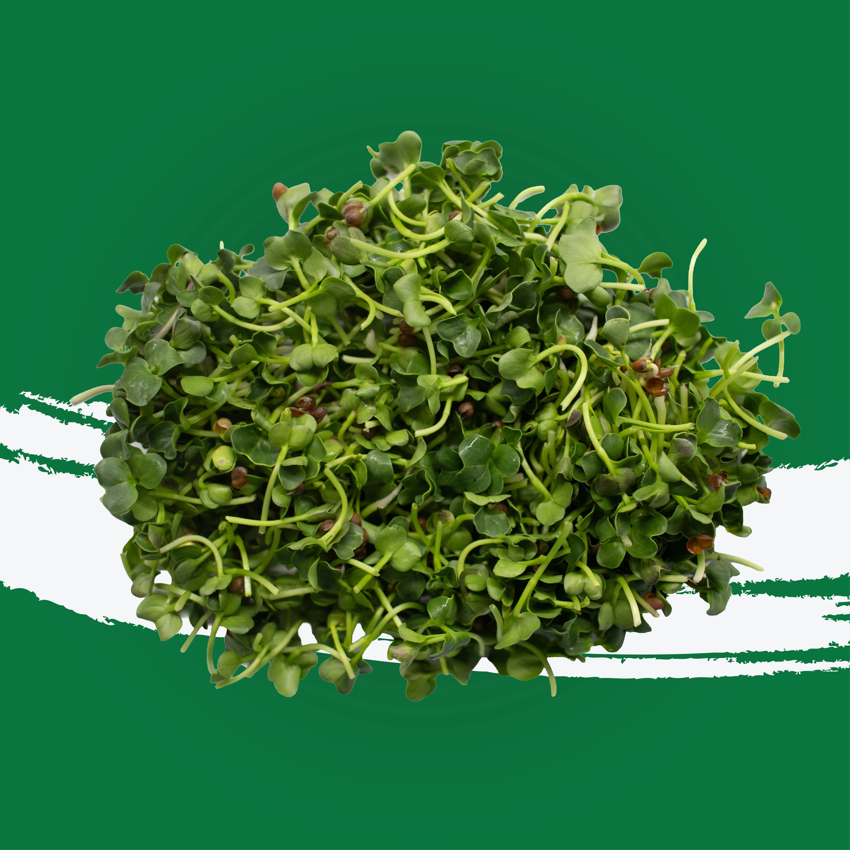 UNS Green Radish 40g Clear Pet Box