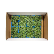 UNS Green Radish Microgreen Cress 16 Punnet Carton