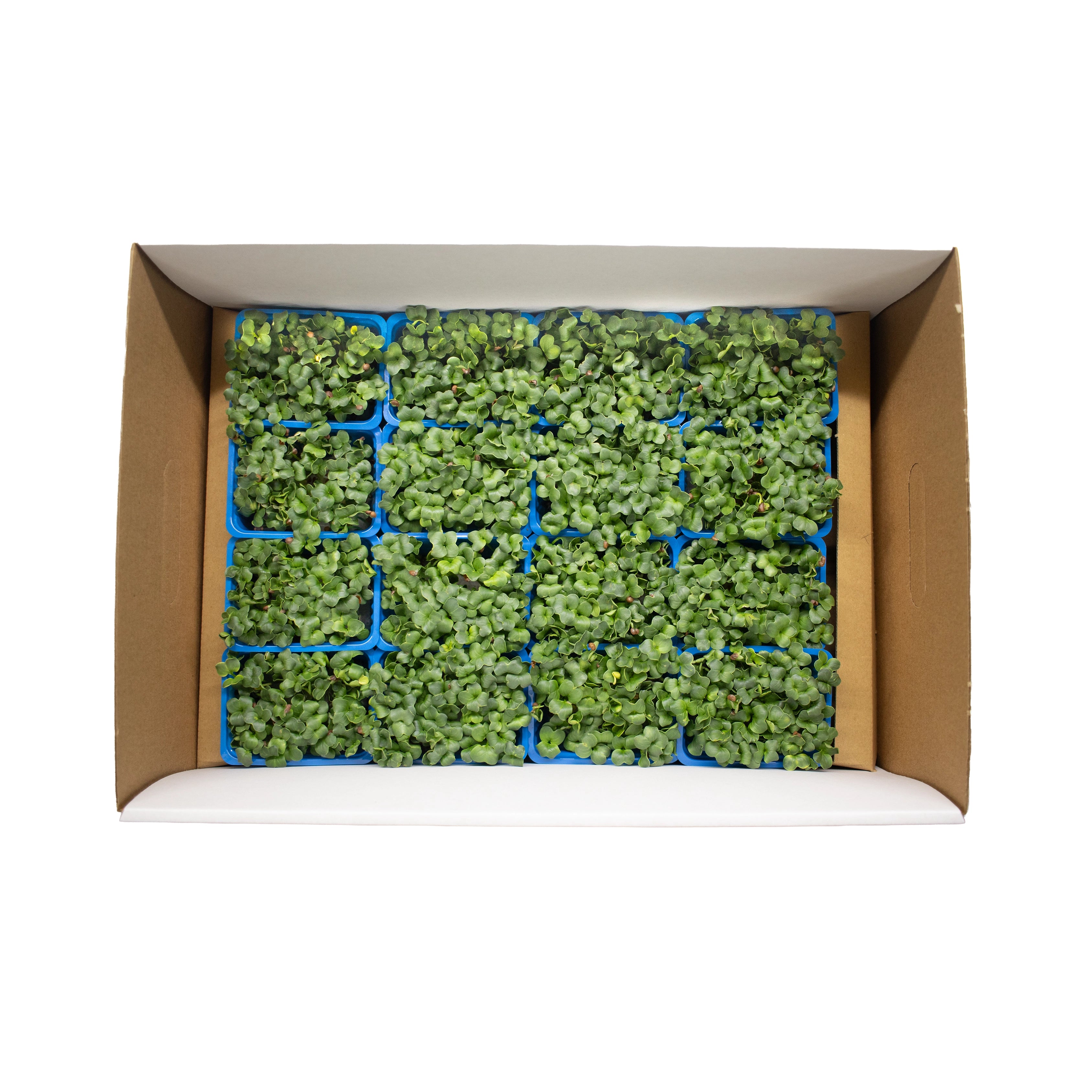 UNS Green Radish Microgreen Cress 16 Punnet Carton