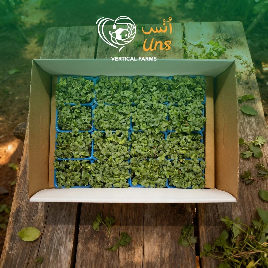 UNS Green Radish Microgreen Cress 16 Punnet Carton