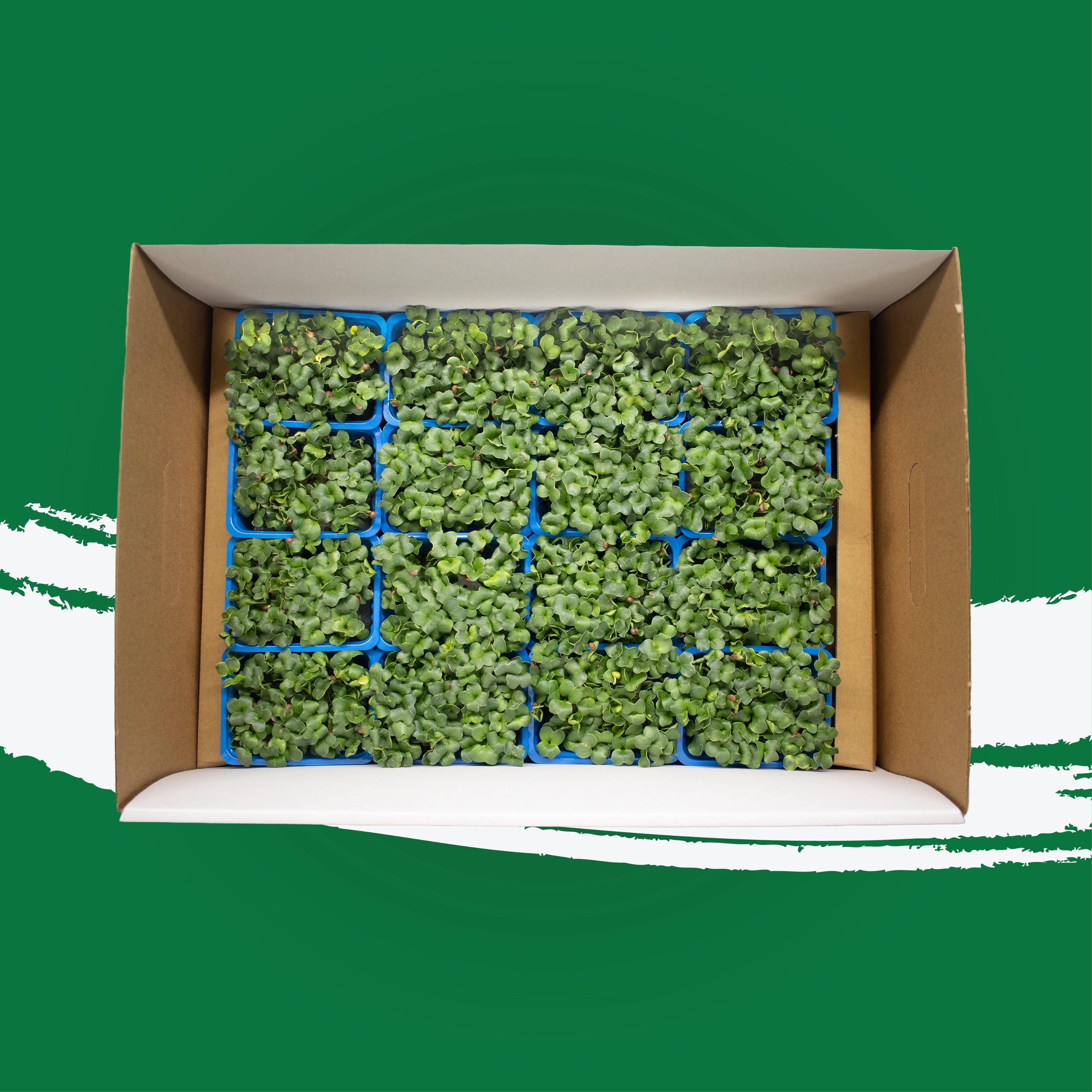 UNS Green Radish Microgreen Cress 16 Punnet Carton