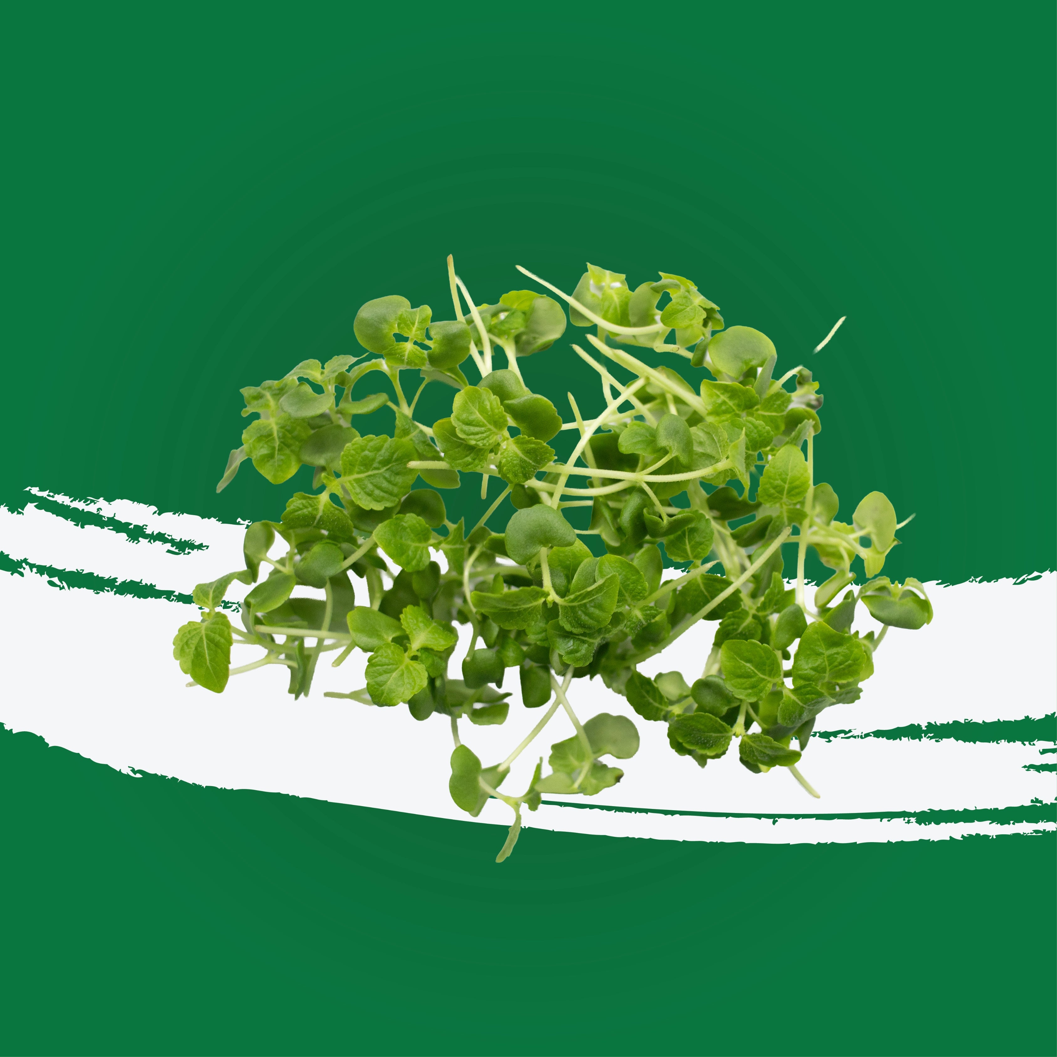 UNS Green Shiso 10g Clear Pet Box