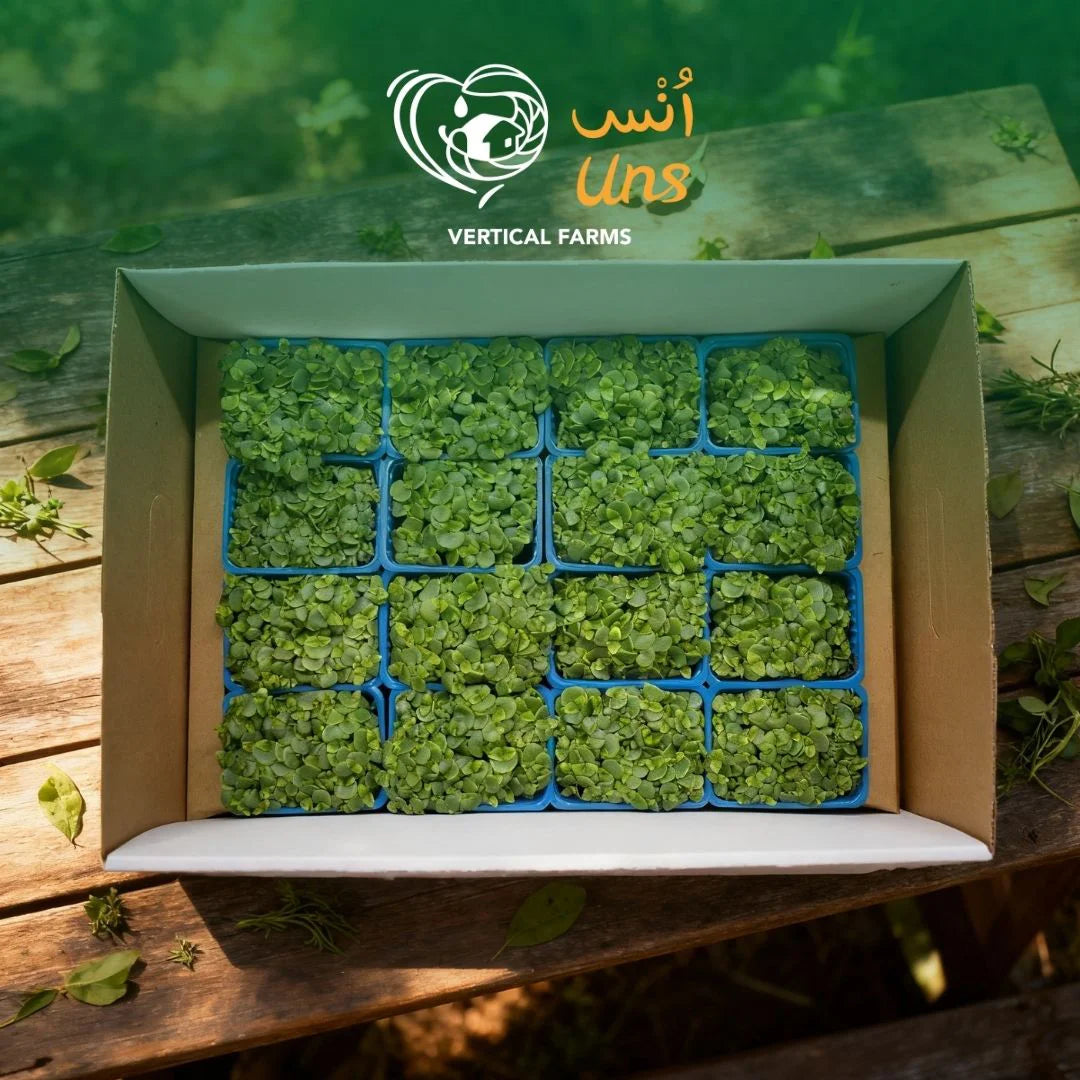UNS Green Shiso Microgreen Cress 16 Punnet Carton