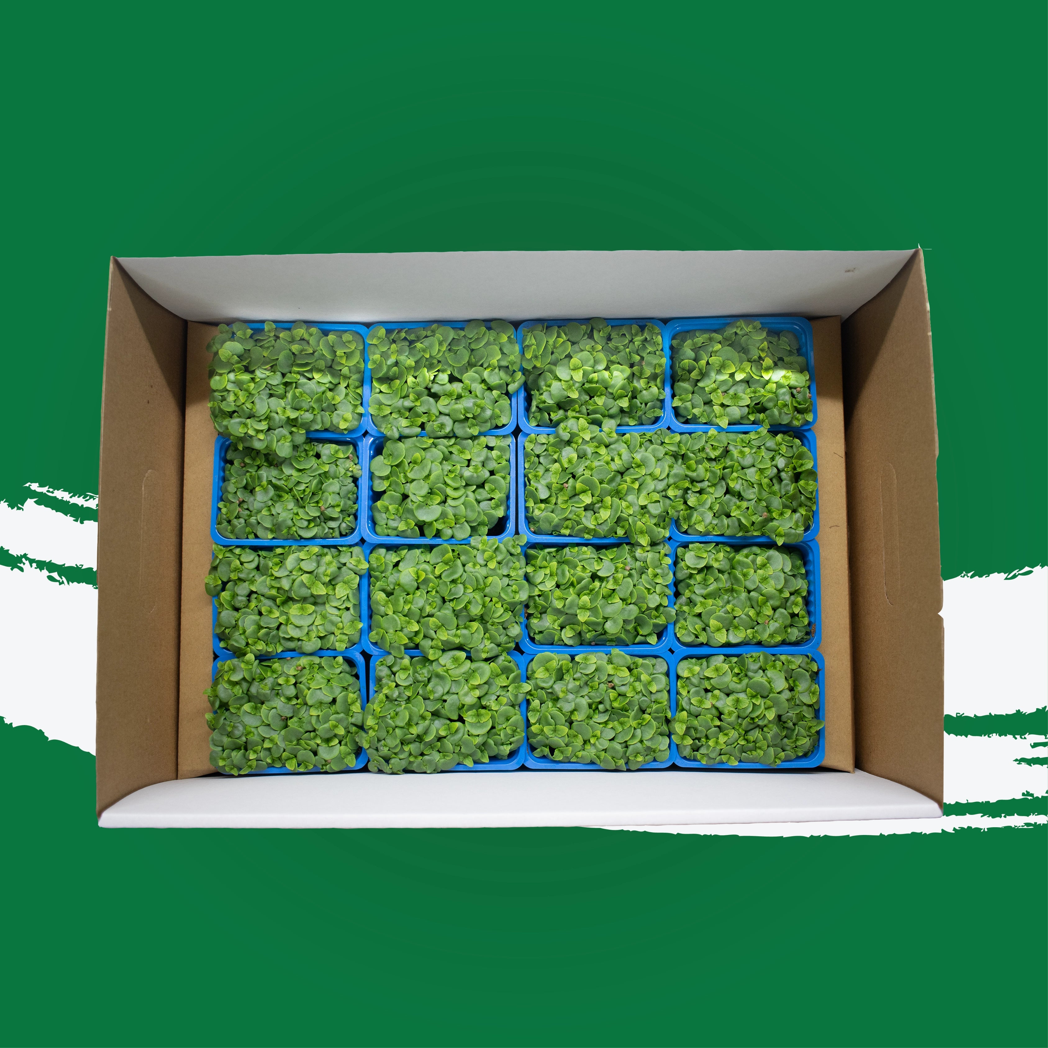 UNS Green Shiso Microgreen Cress 16 Punnet Carton