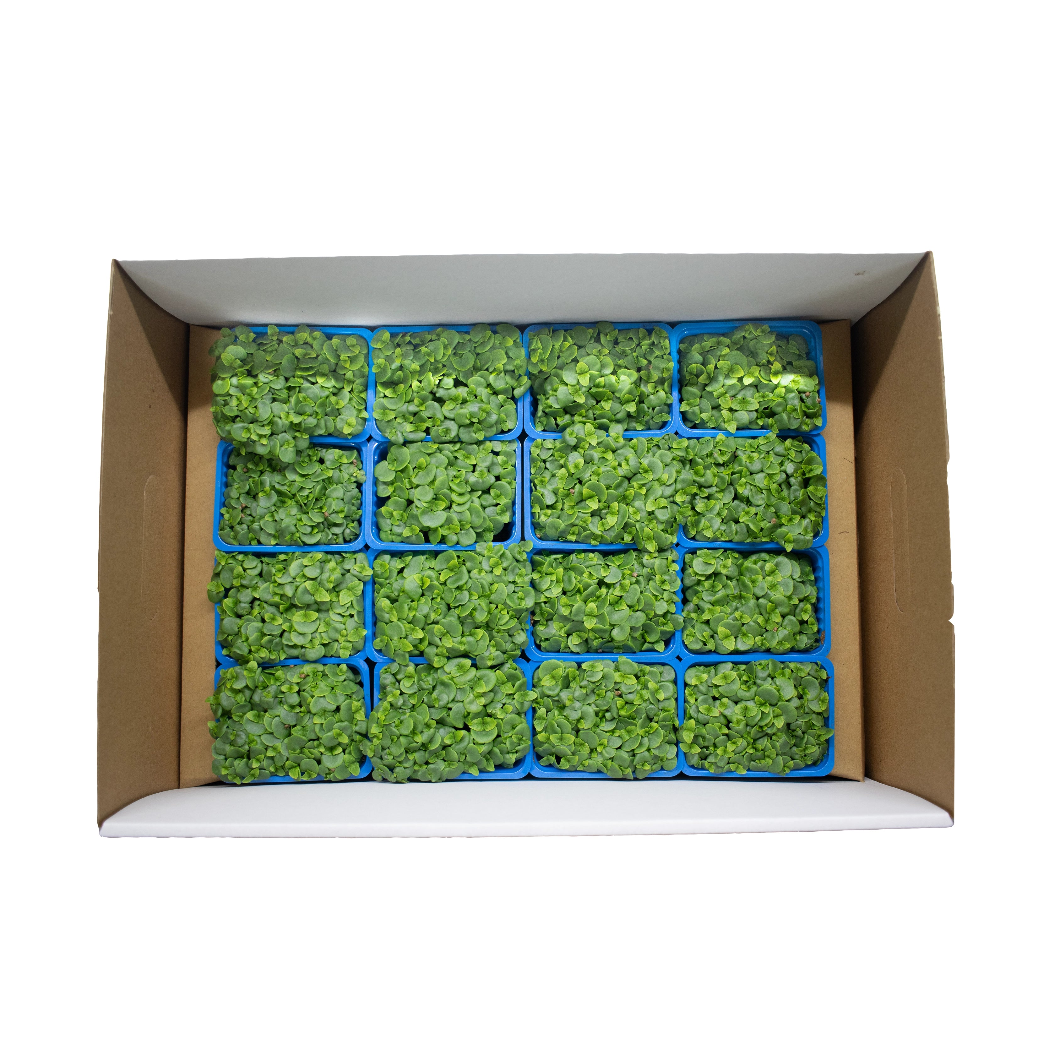 UNS Green Shiso Microgreen Cress 16 Punnet Carton