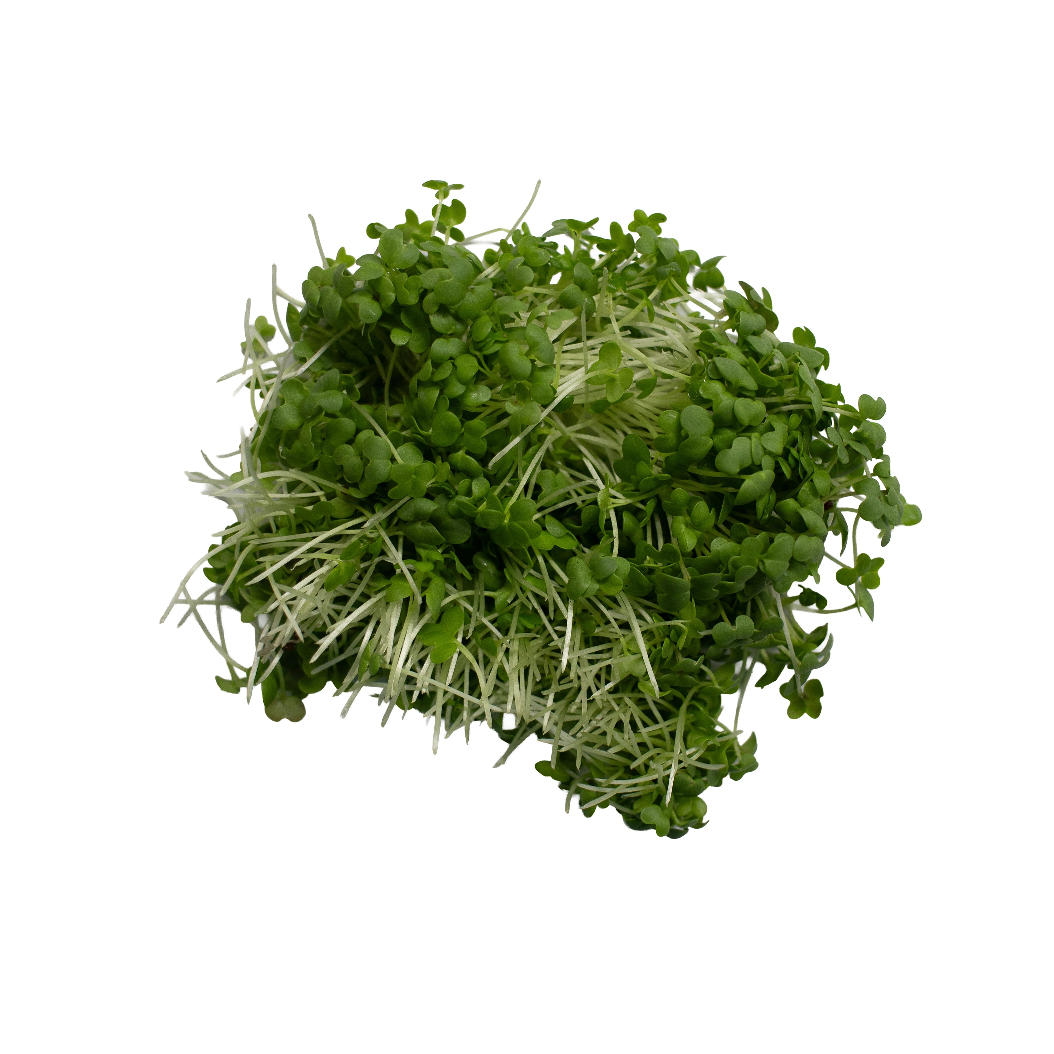 Uns Green Wasabi Mustard 20G Clear Pet Box