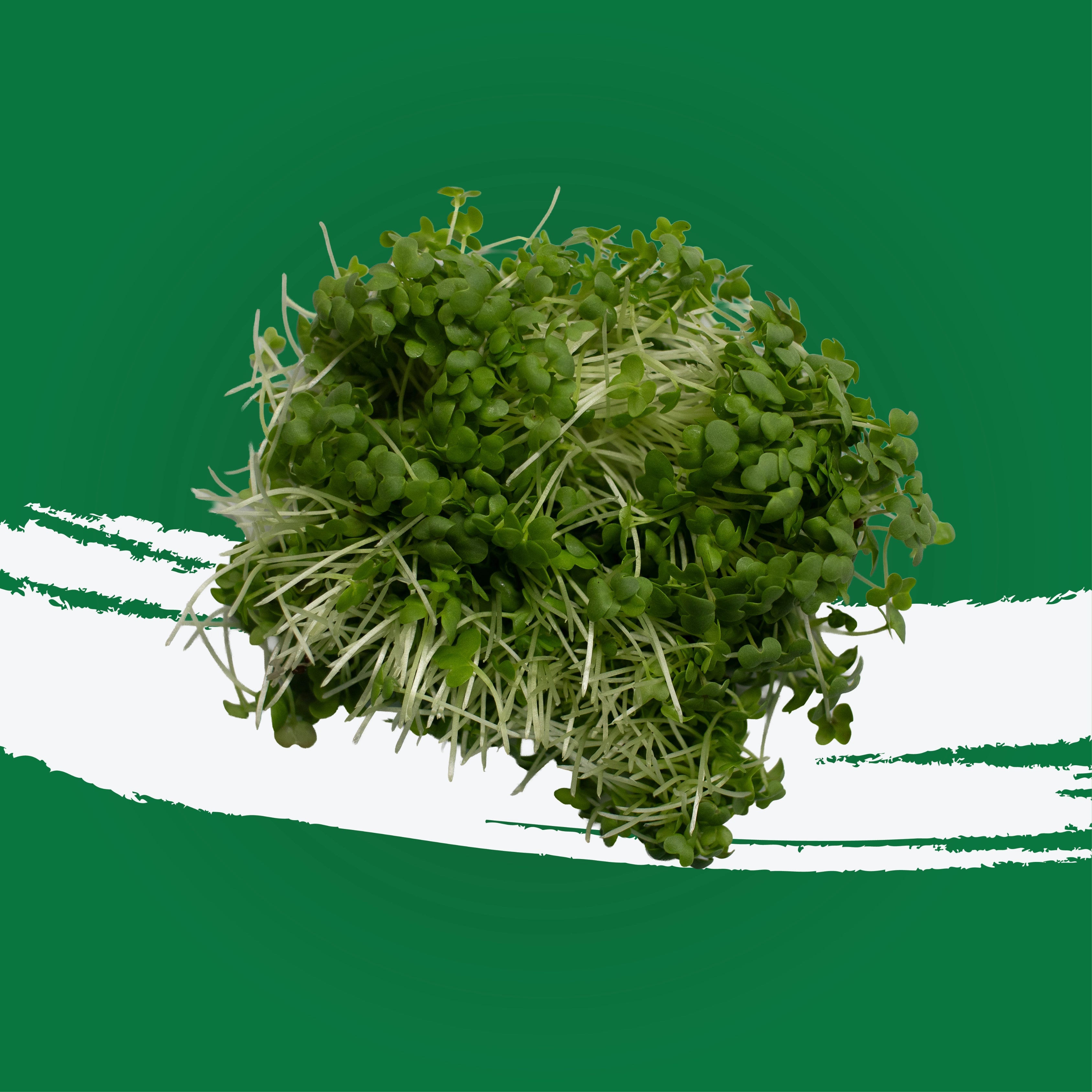 Pesticide-free green wasabi mustard locally grown