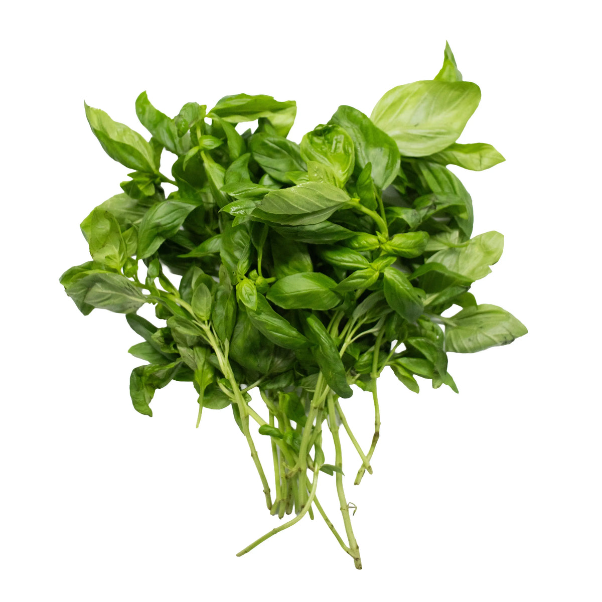 Packed Basil Italian Basil 50g Fresh Herb (UAE Grown) | UNS Farms
