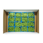 UNS Kale Microgren Cress 16 Punnet Carton