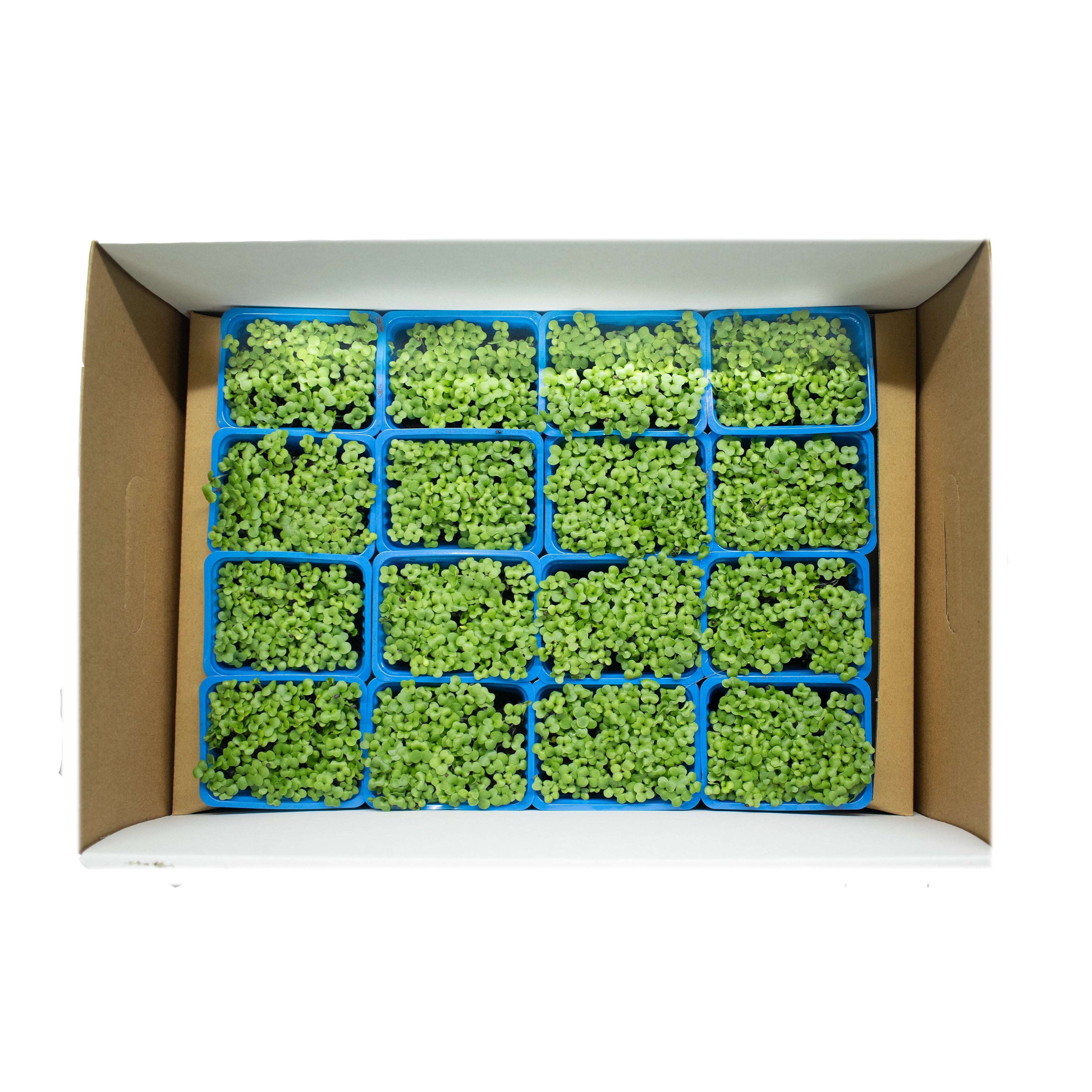 UNS Kale Microgren Cress 16 Punnet Carton