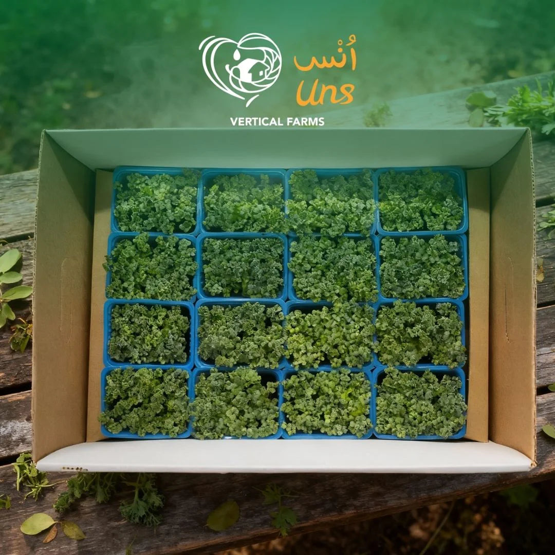 UNS Kale Microgren Cress 16 Punnet Carton