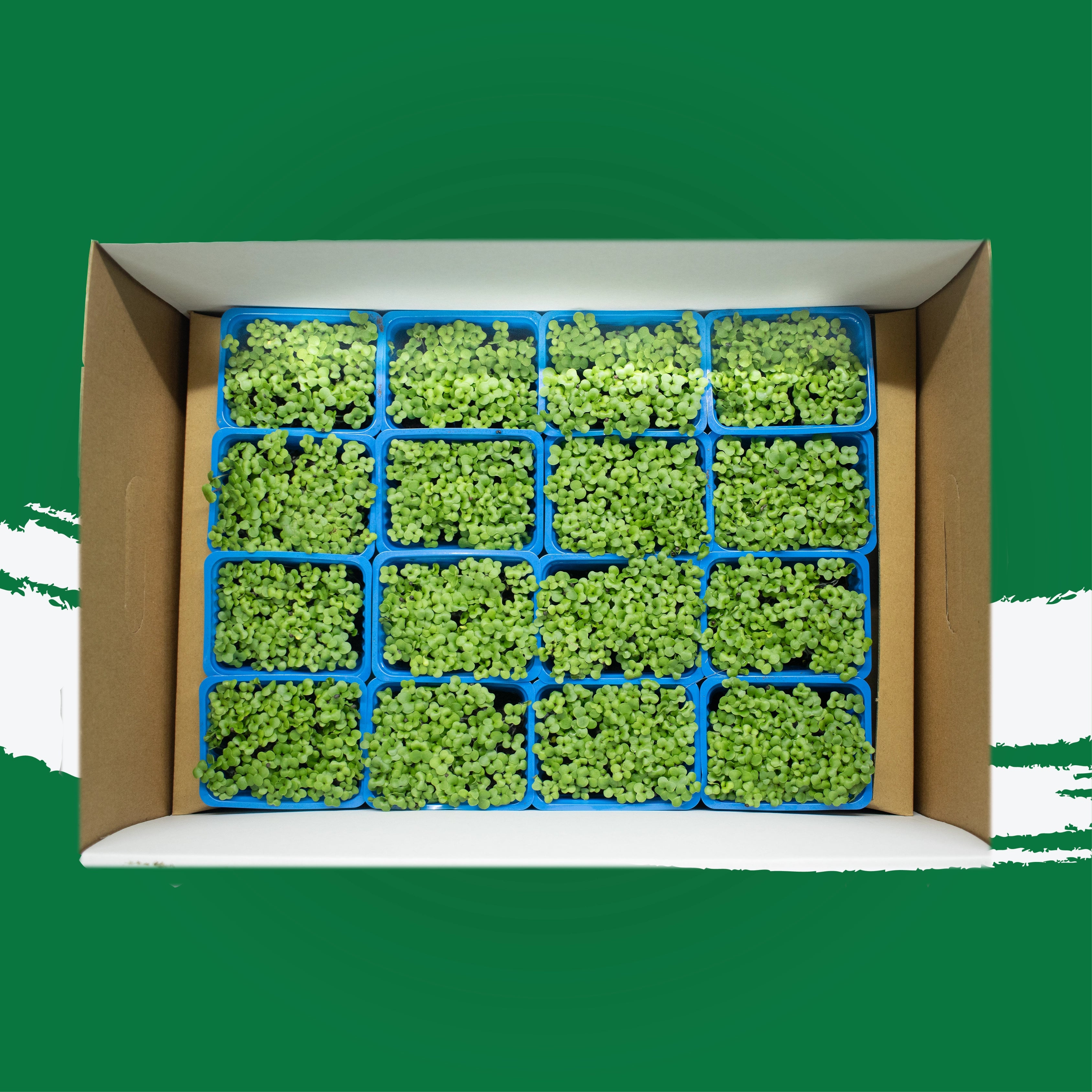 UNS Kale Microgren Cress 16 Punnet Carton