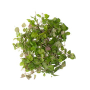 UNS Lemon Balm 15g Clear Pet Box