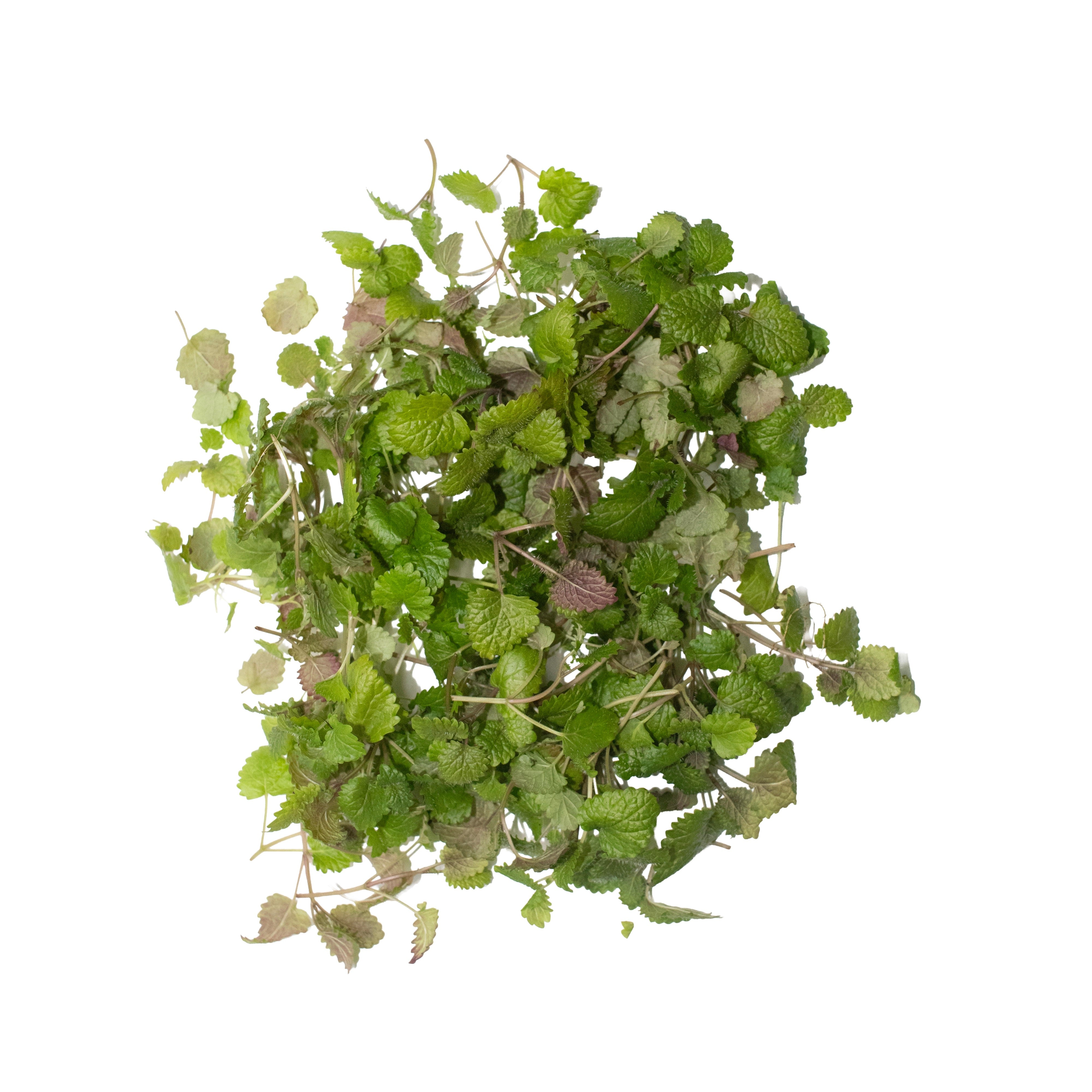 UNS Lemon Balm 15g Clear Pet Box