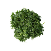 UNS Pea Tendril 40g Clear Pet Box