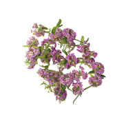 Uns Purple Alyssum 8Pcs Clear Pet Box