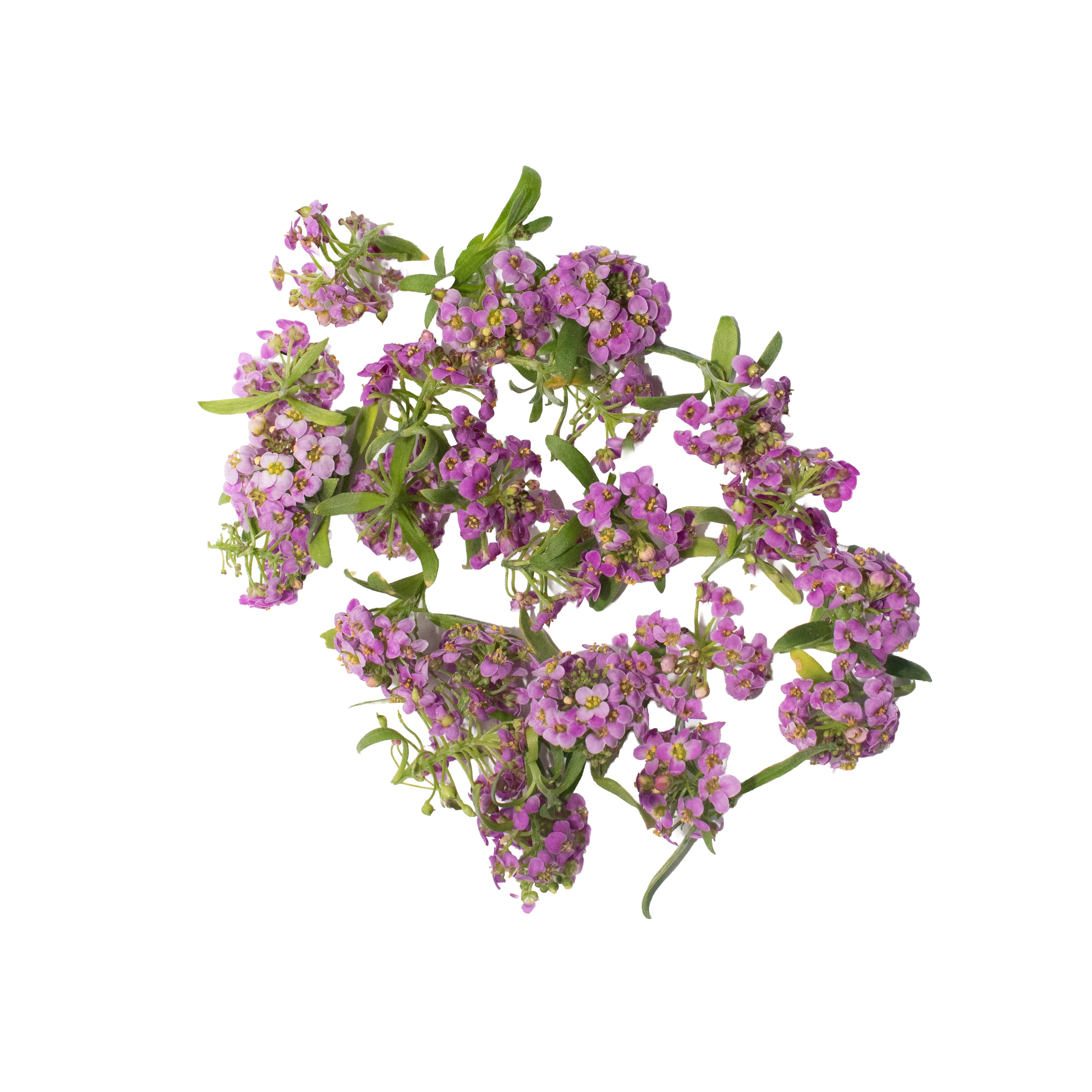 Uns Purple Alyssum 8Pcs Clear Pet Box