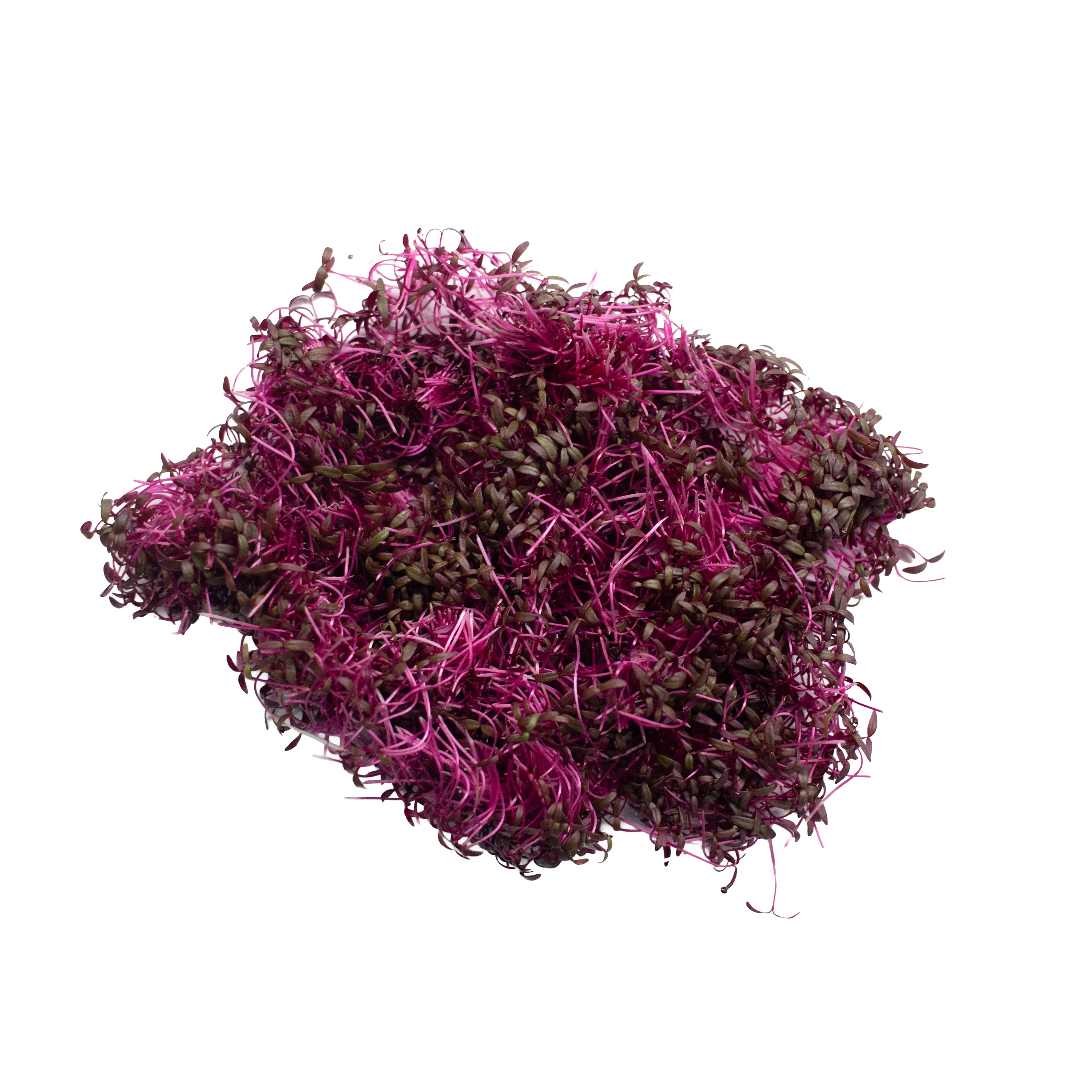 UNS Red Amaranth 15g Clear Pet Box