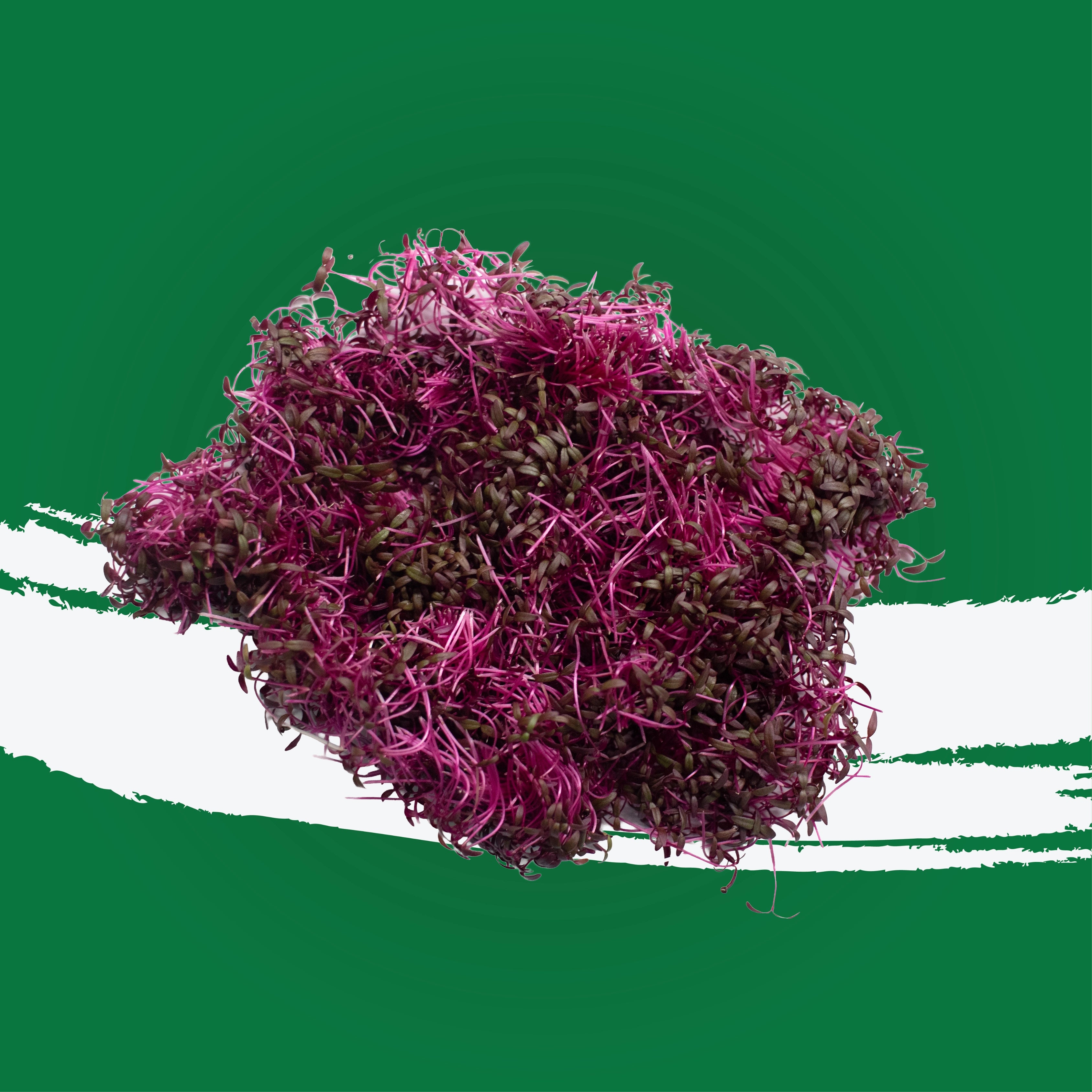 UNS Red Amaranth 15g Clear Pet Box