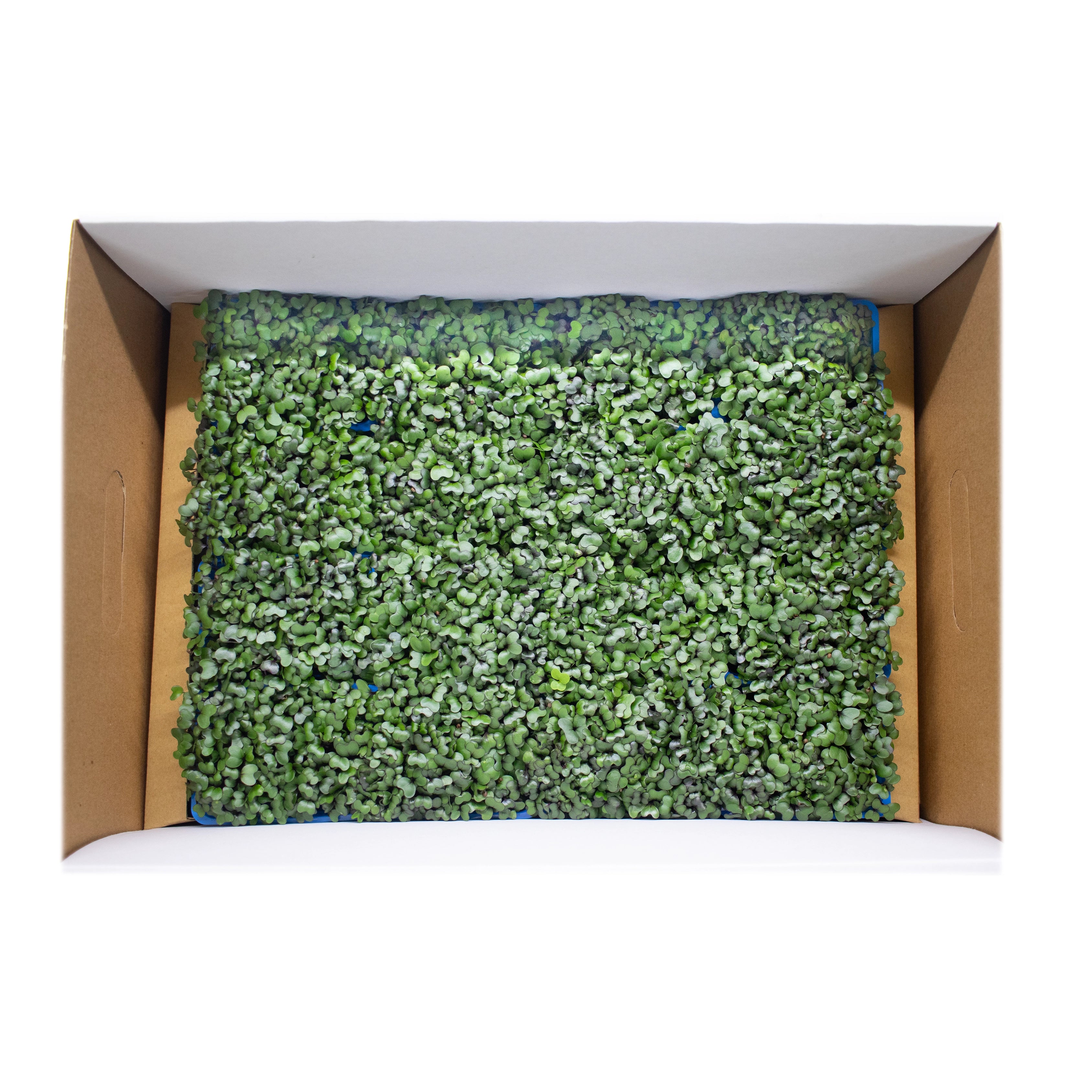 UNS Red Cabbage Microgreen Cress 16 Punnet Carton