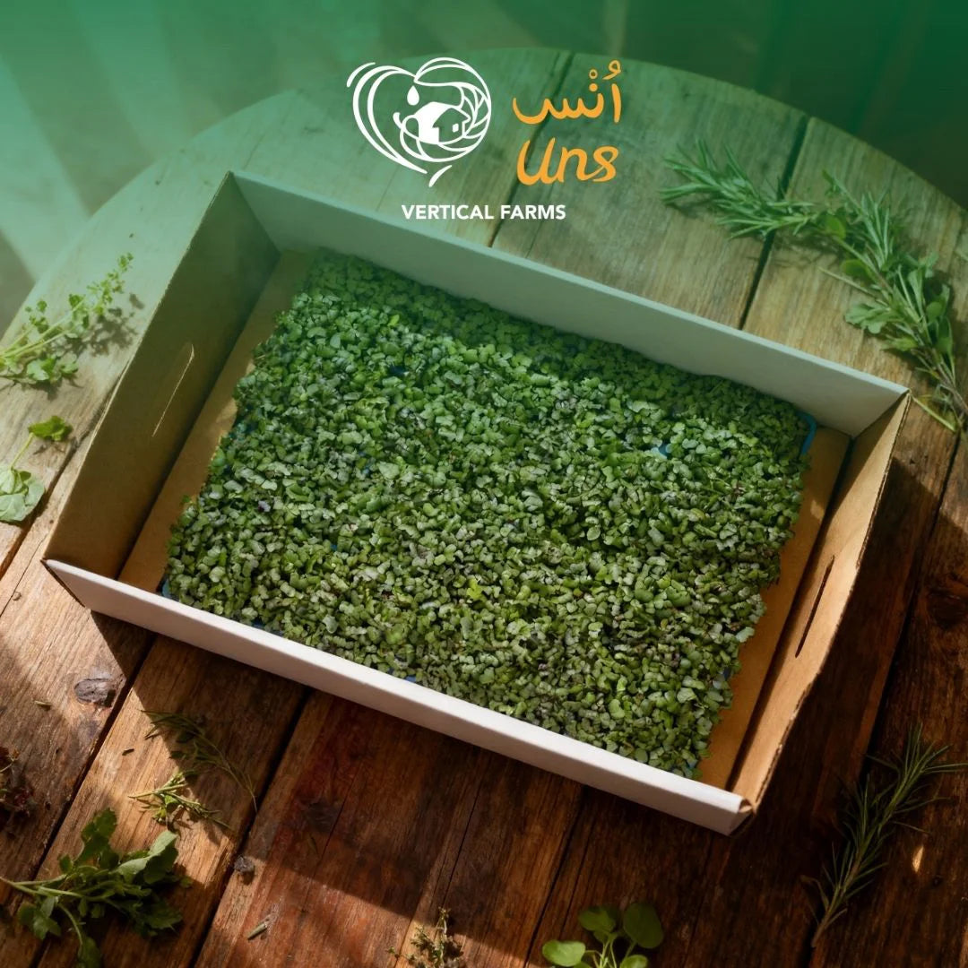 UNS Red Cabbage Microgreen Cress 16 Punnet Carton