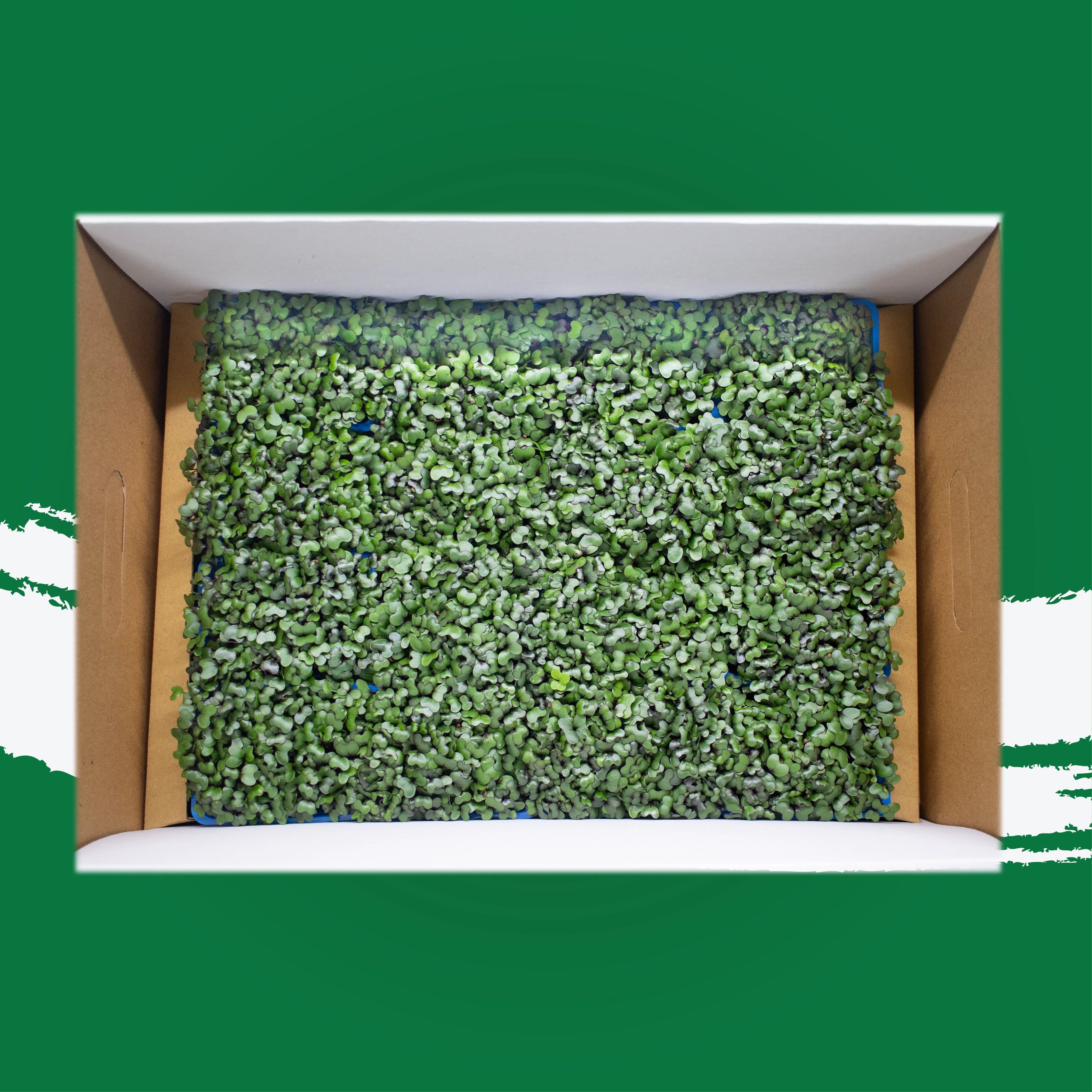 UNS Red Cabbage Microgreen Cress 16 Punnet Carton