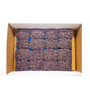 UNS Red Mustard Microgreen Cress 16 Punnet Carton