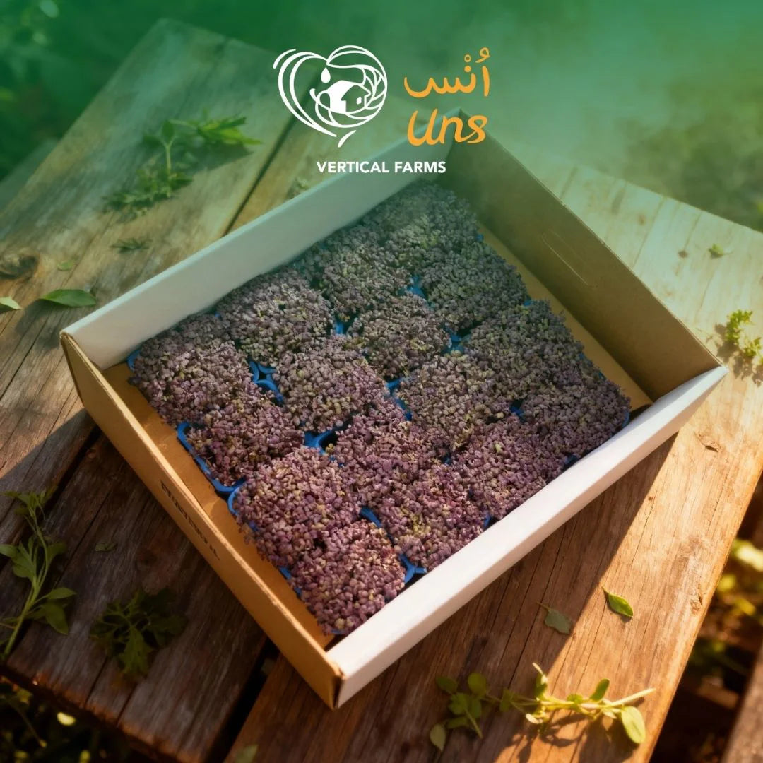 UNS Red Mustard Microgreen Cress 16 Punnet Carton