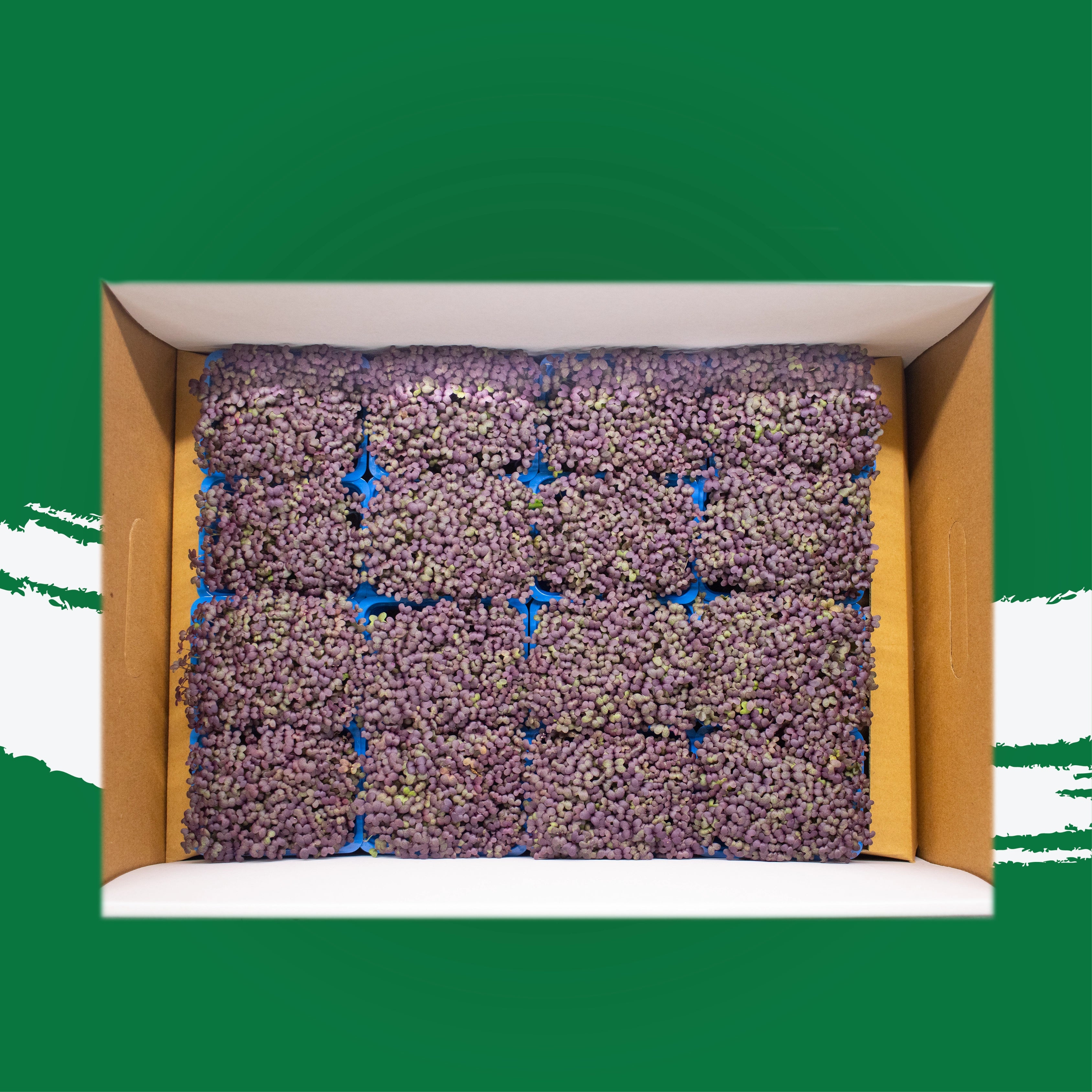 UNS Red Mustard Microgreen Cress 16 Punnet Carton