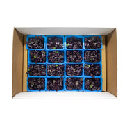 UNS Red Radish Microgreen Cress 16 Punnet Carton