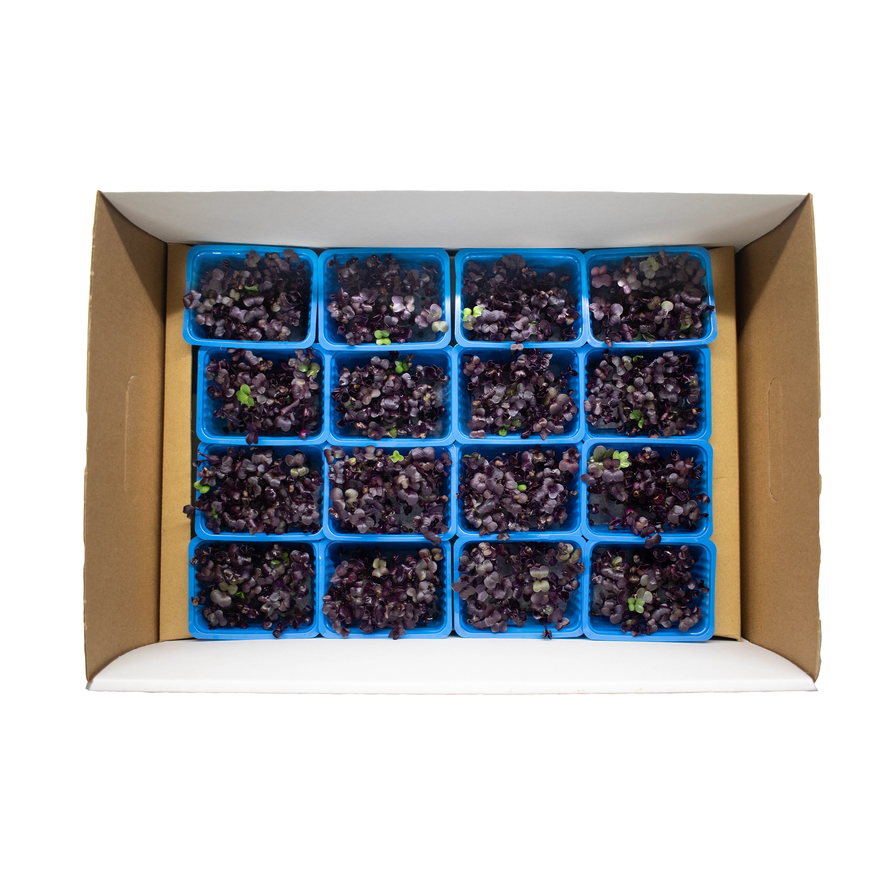 UNS Red Radish Microgreen Cress 16 Punnet Carton