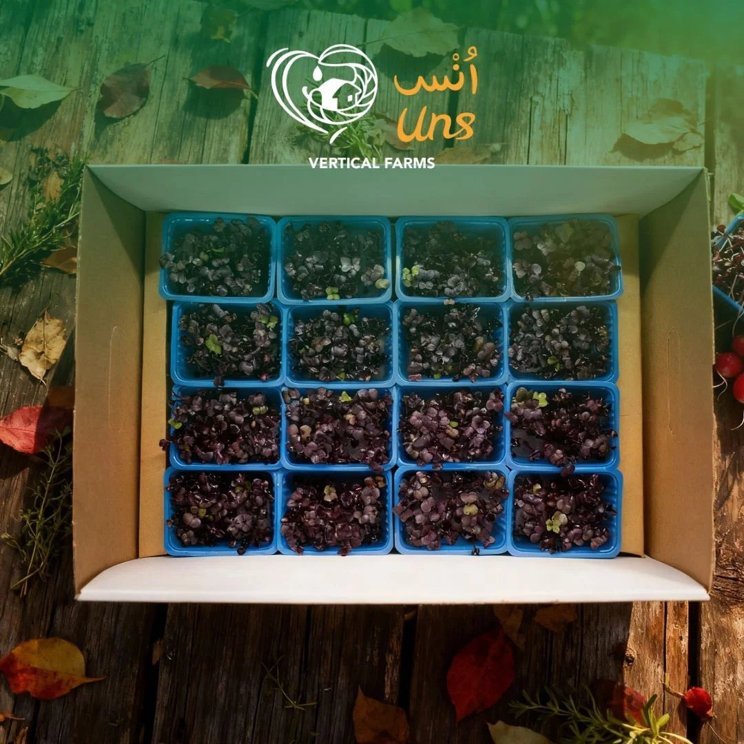 UNS Red Radish Microgreen Cress 16 Punnet Carton