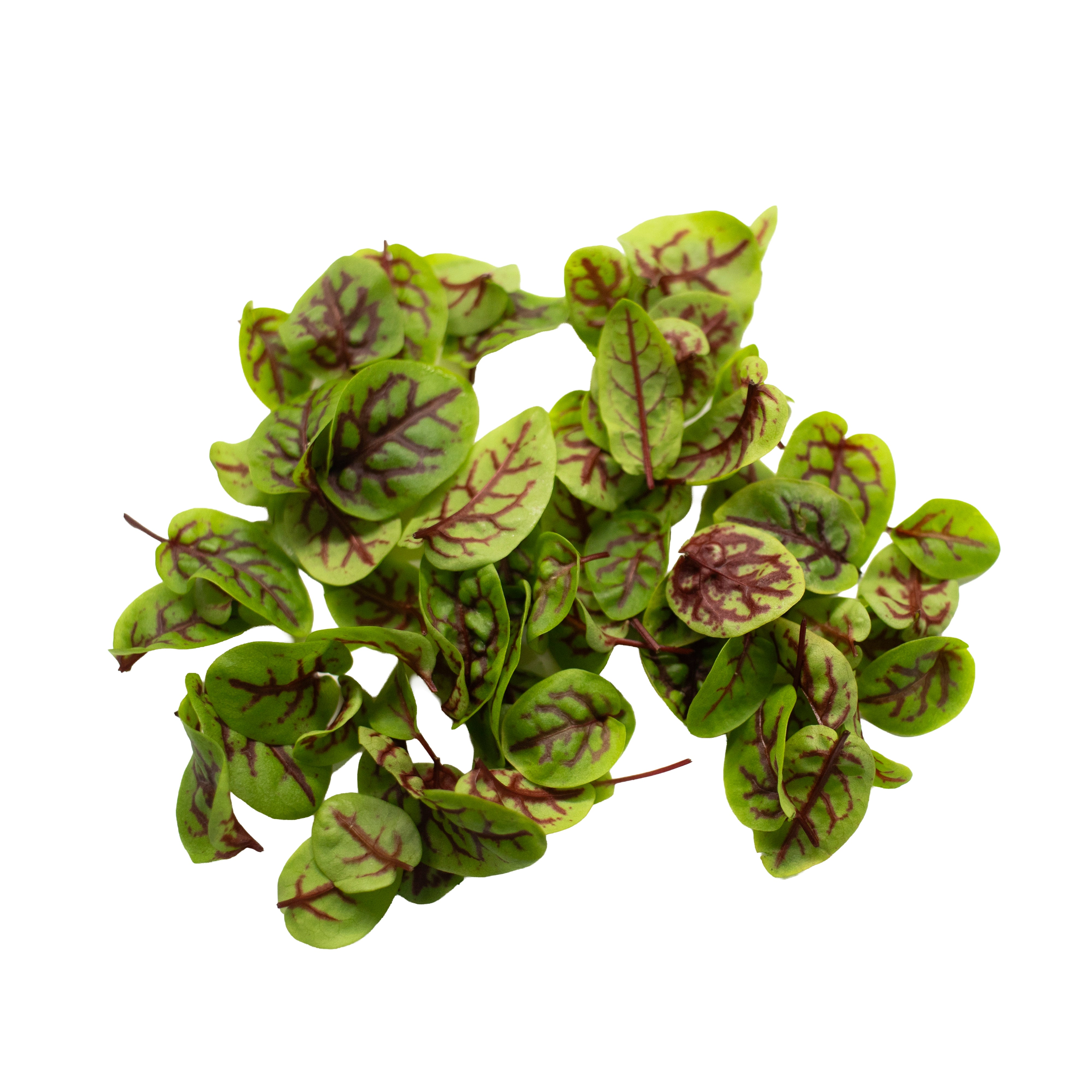 UNS Red Veined Sorrel 55 Leaves Clear Pet Box