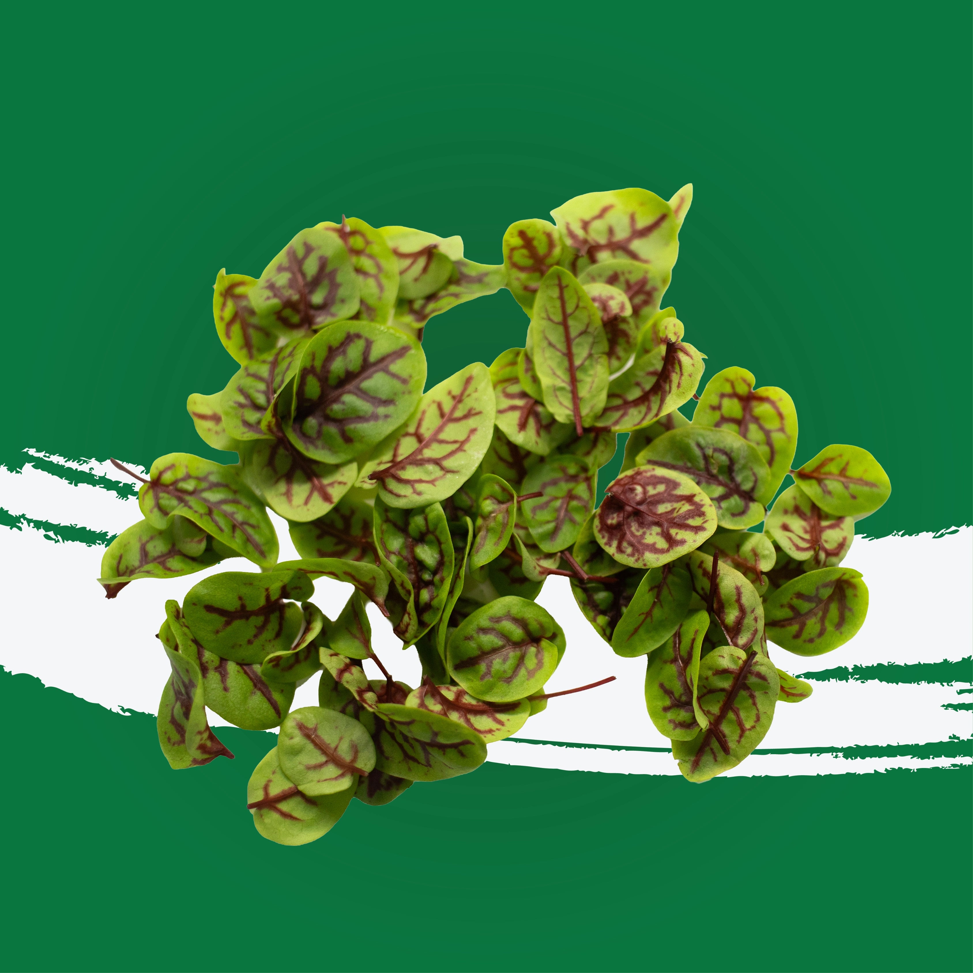 UNS Red Veined Sorrel 55 Leaves Clear Pet Box