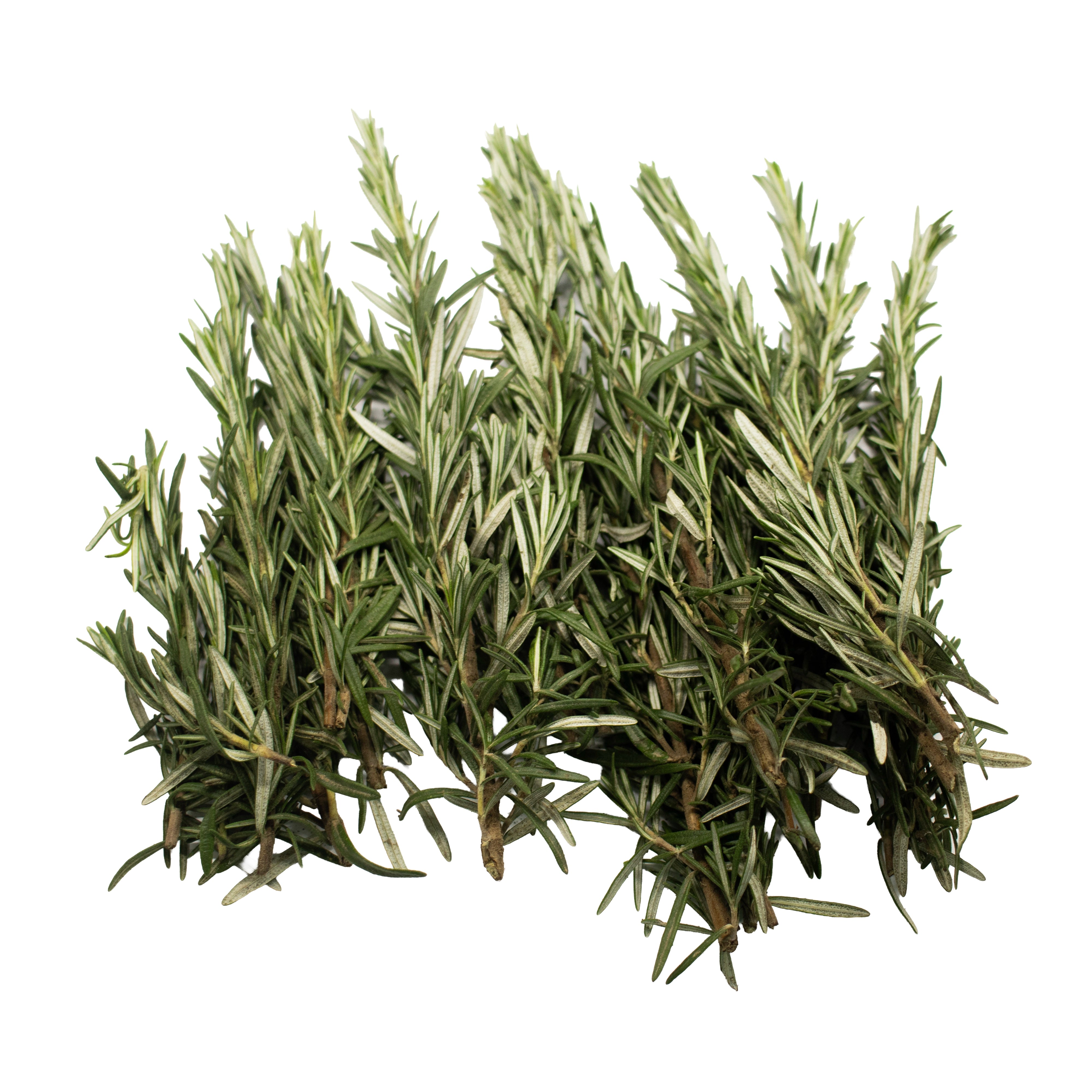 Uns Rosemary 20G