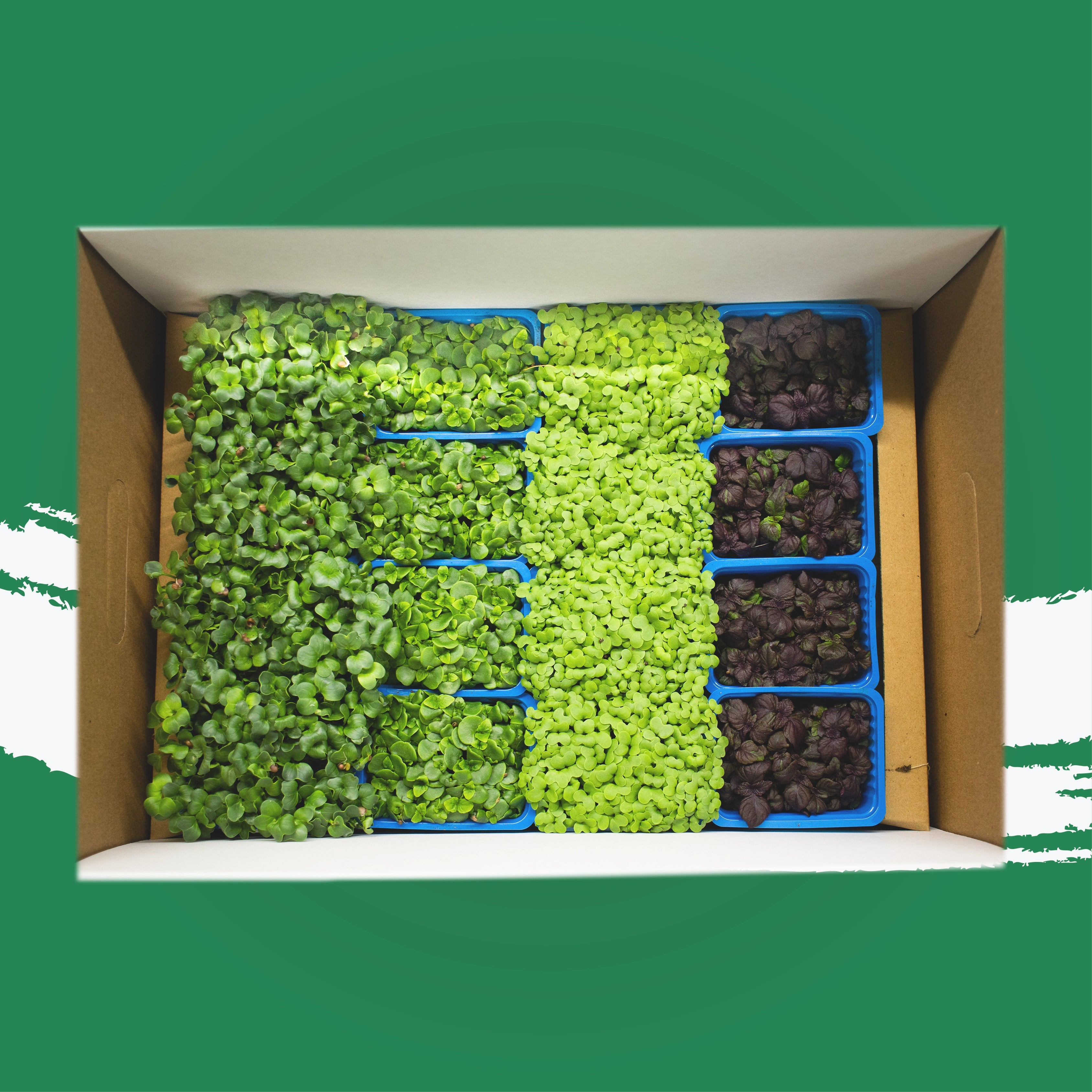 UNS Shiso Microgreen Mix 16 Punnet Carton