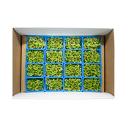 UNS Sorrel Microgreen Cress 16 Punnet Carton